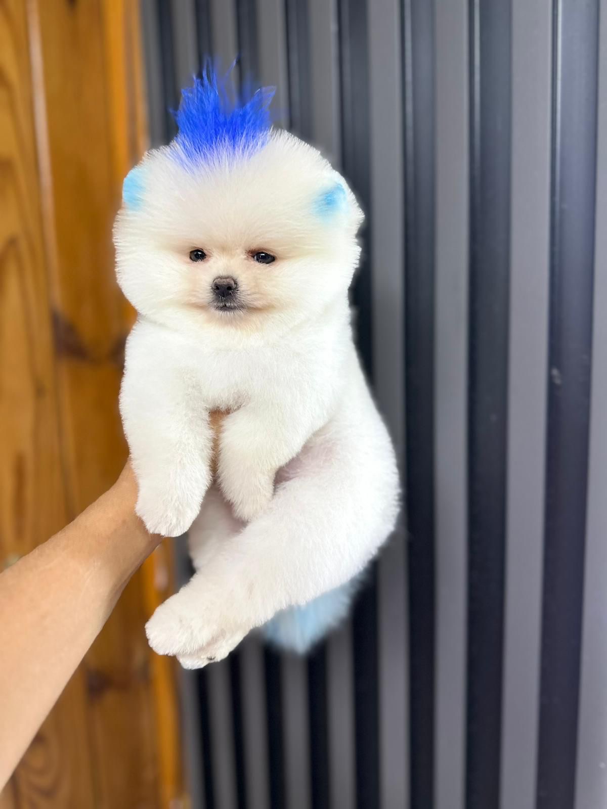 Pomerian Boo