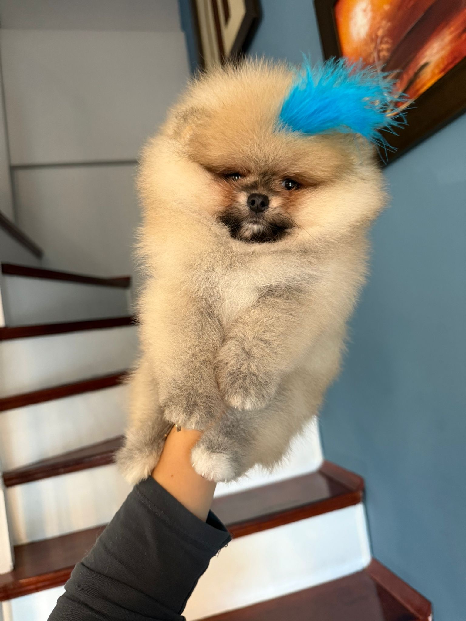 Pomerian Boo