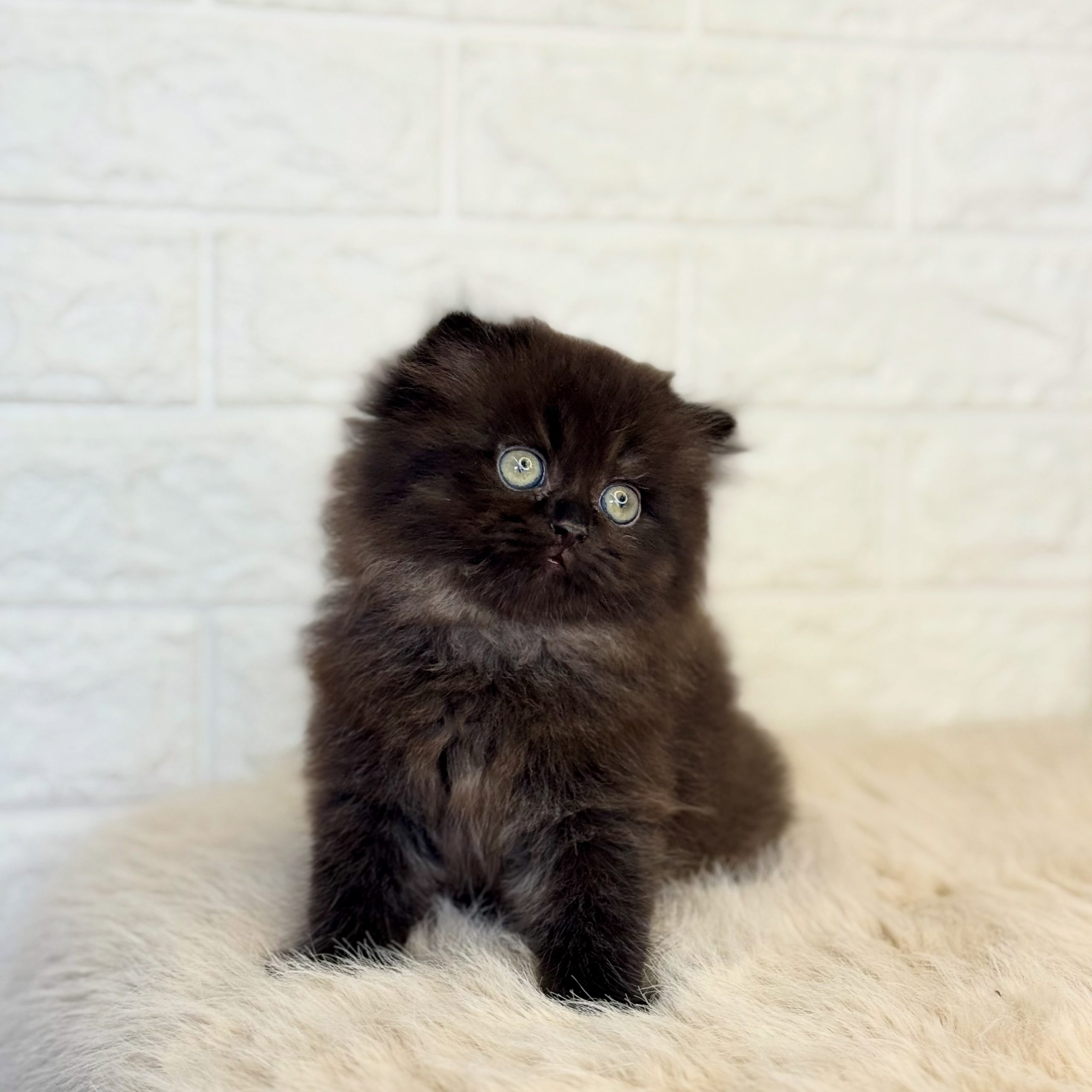 British Longhair