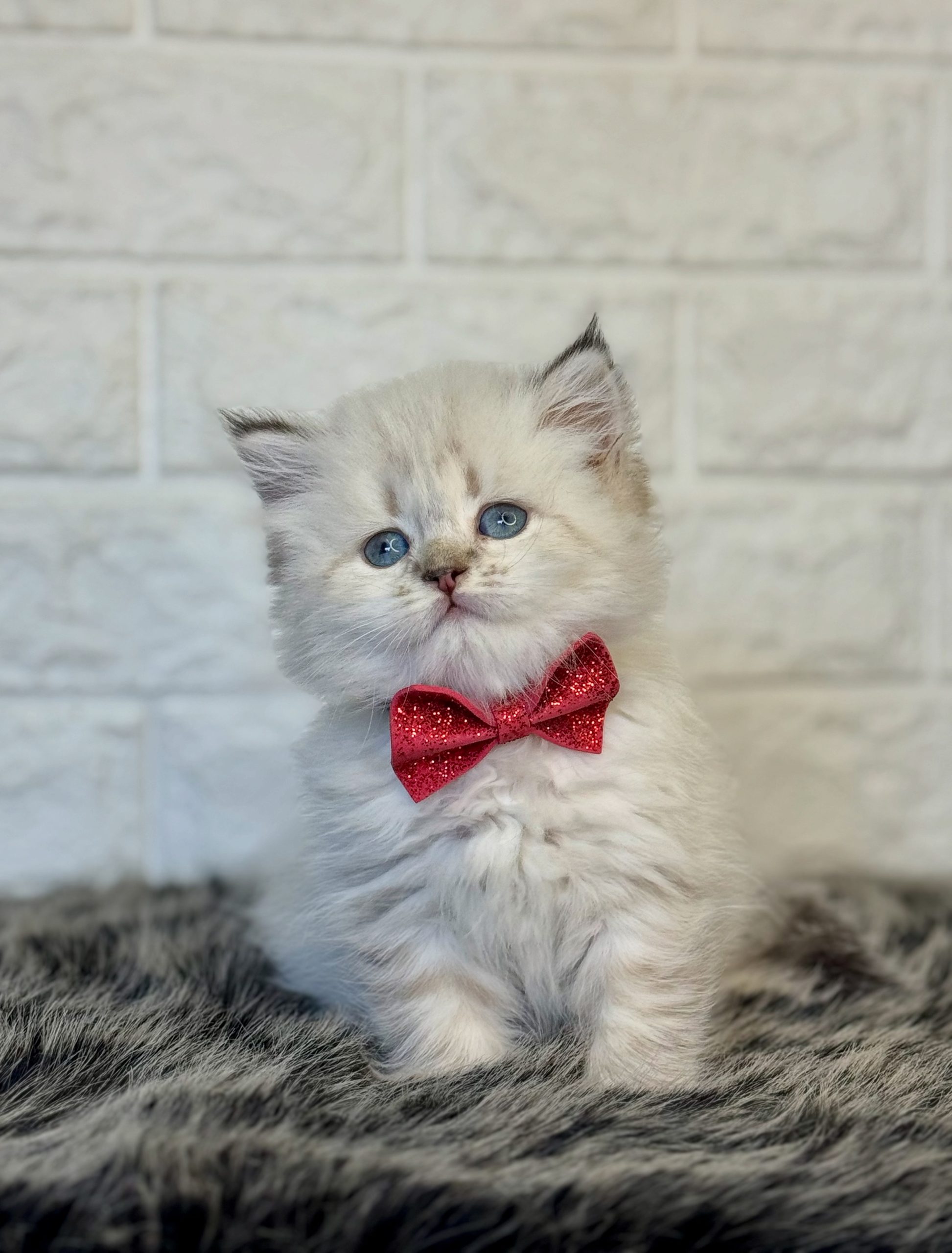 British Longhair