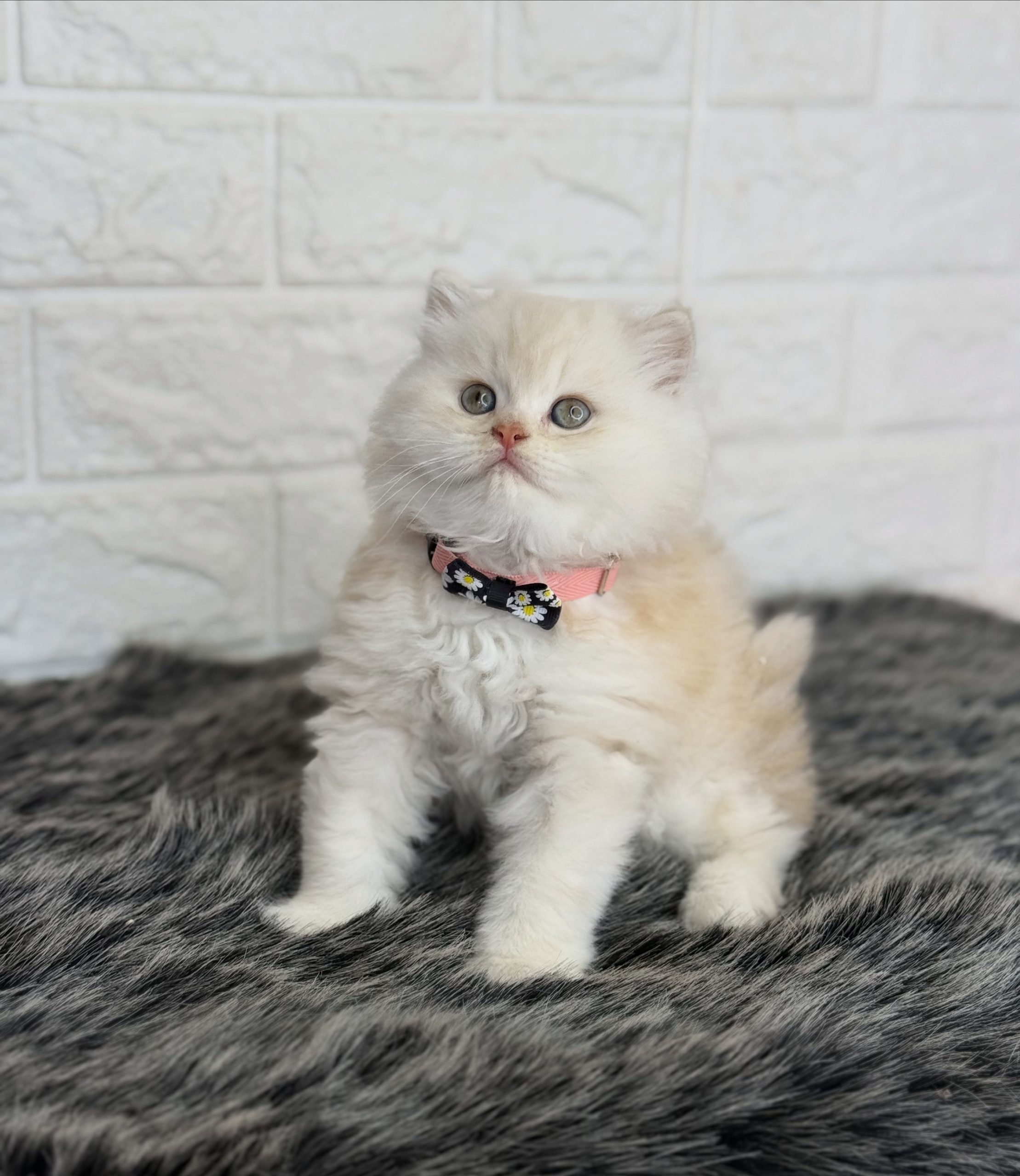 British Longhair