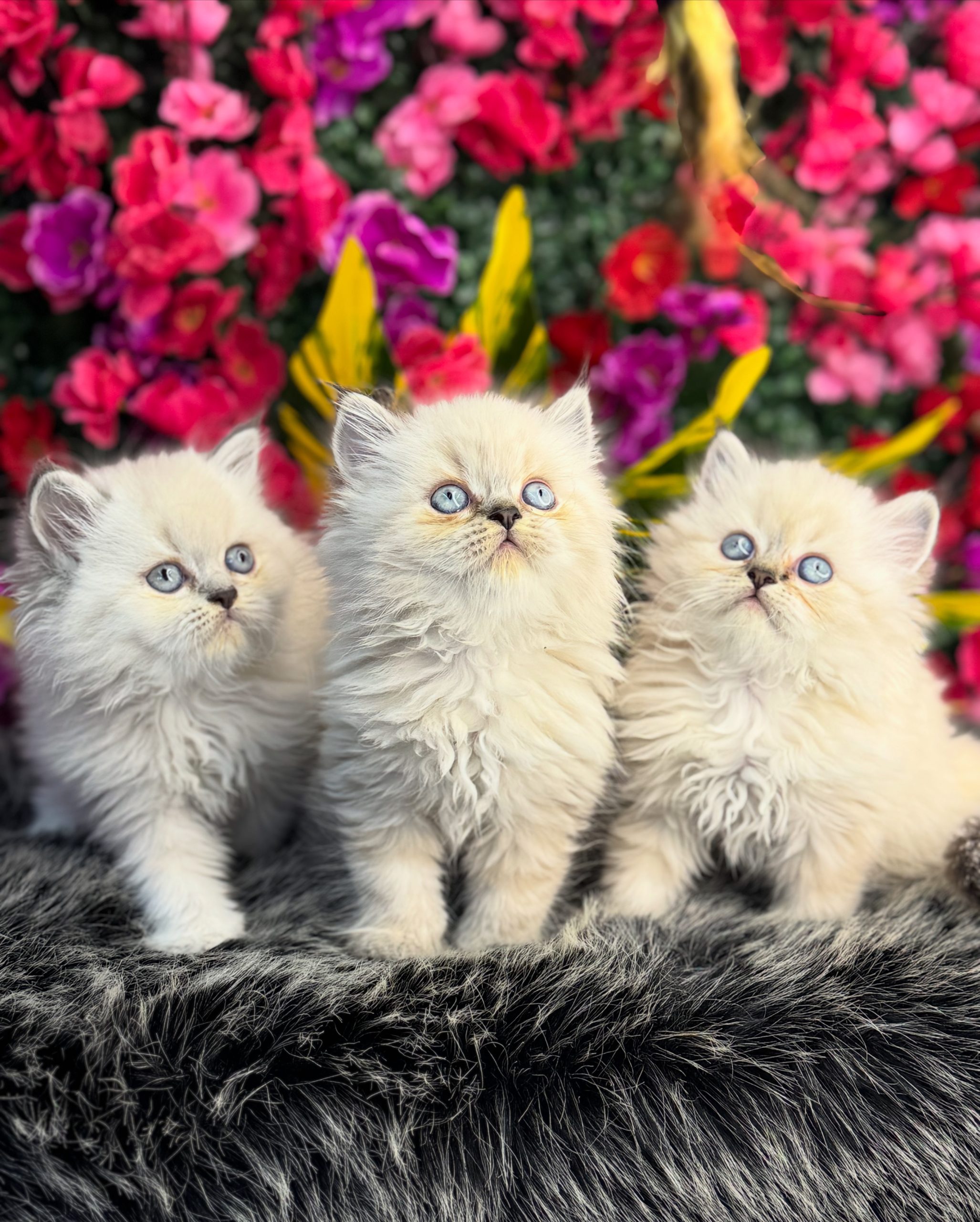 British Longhair