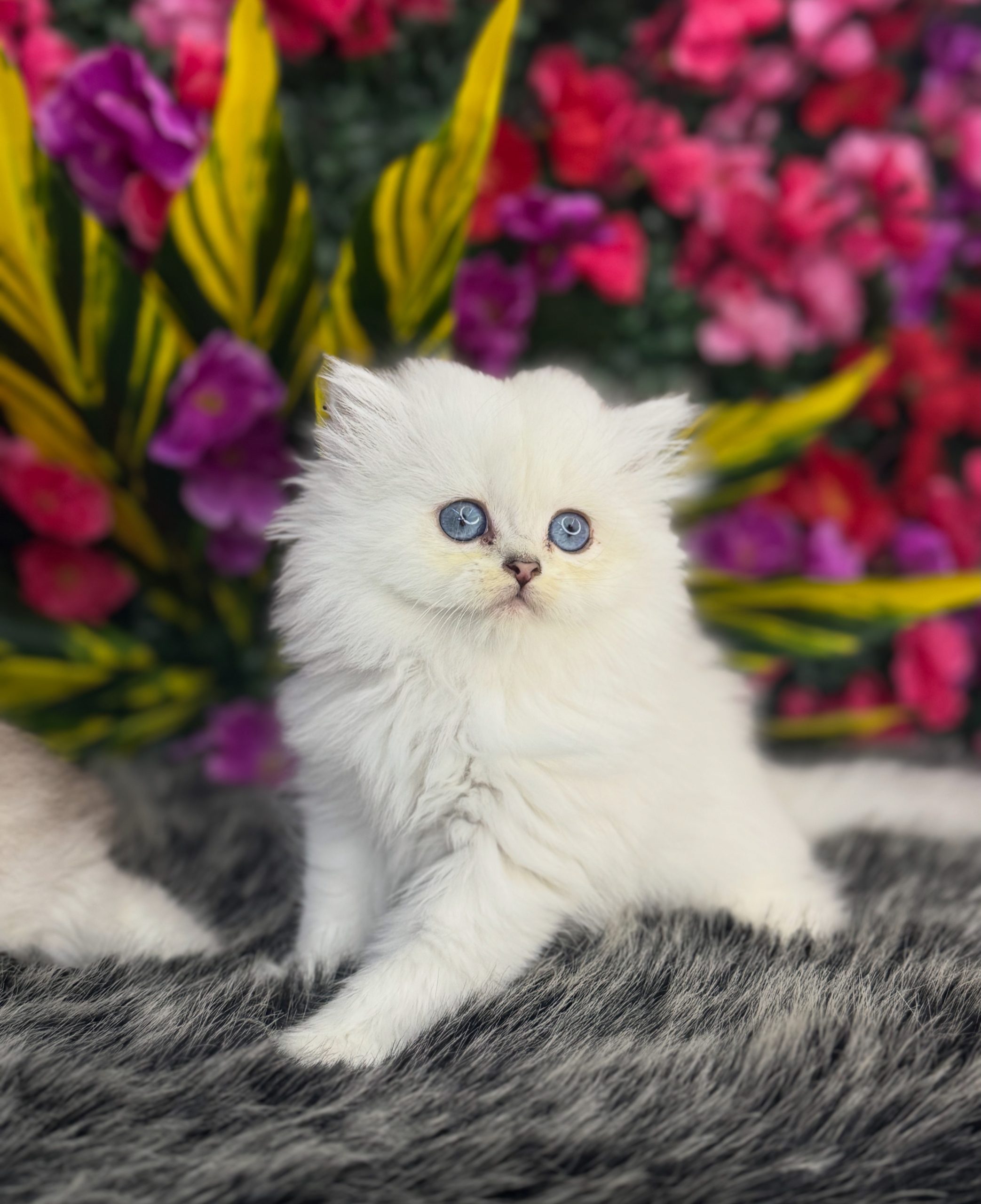 British Longhair