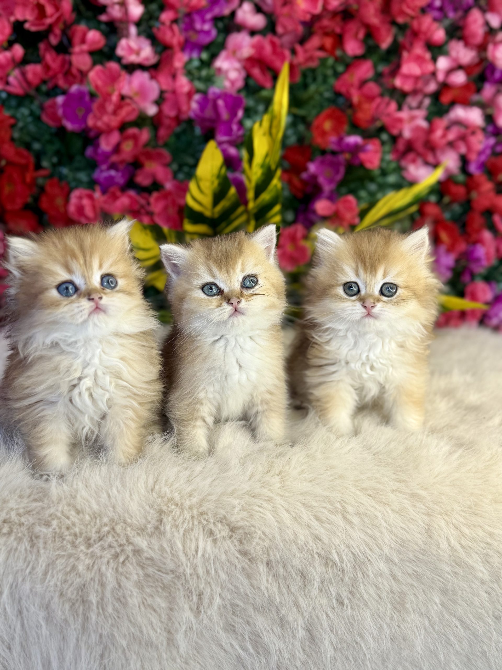 British Gold Longhair