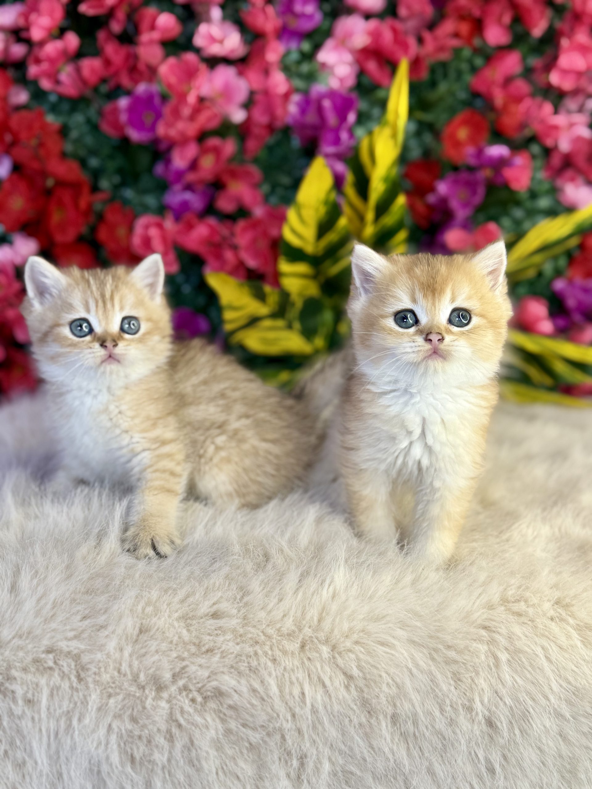 British Gold Shorthair