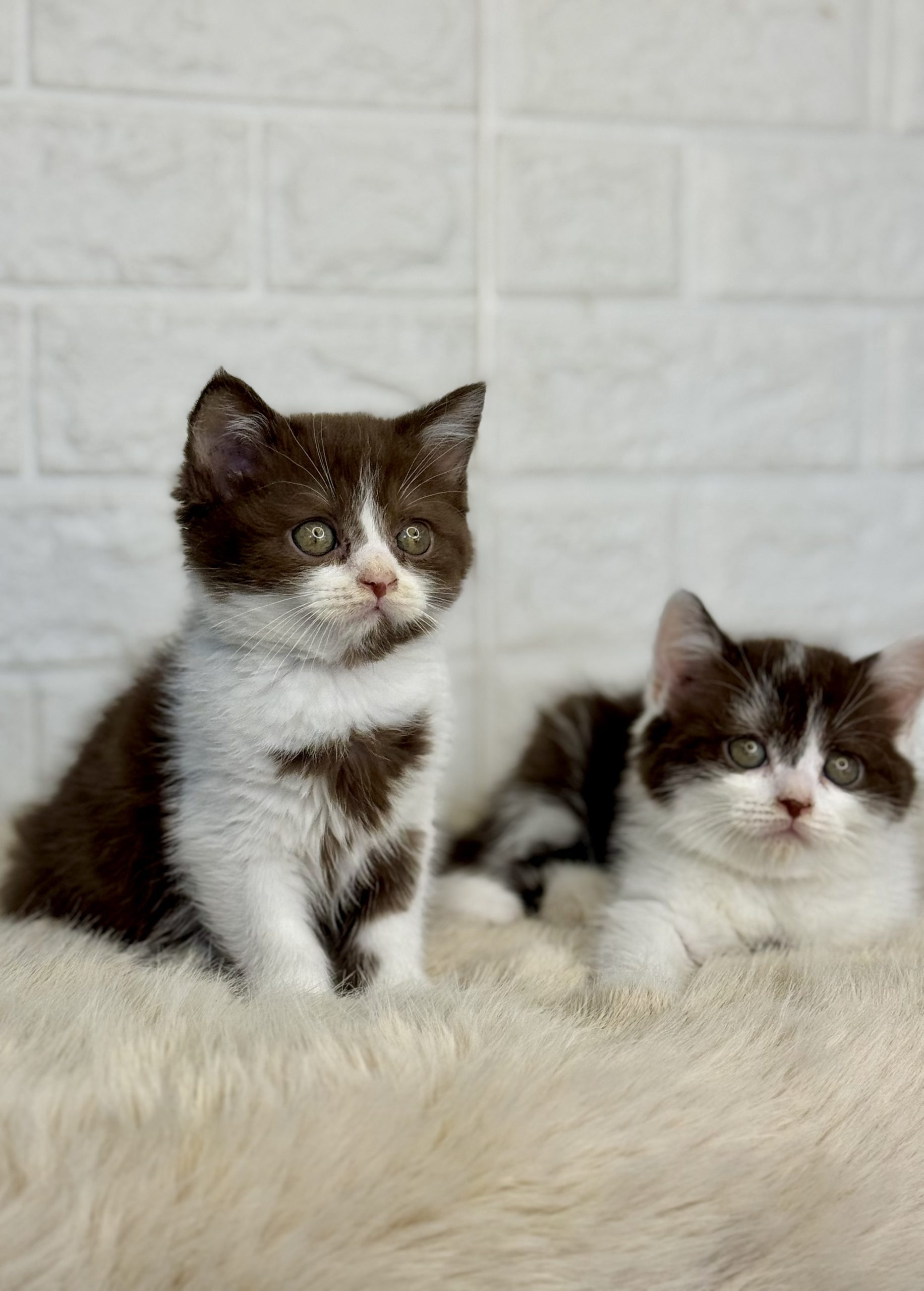 British Bicolor