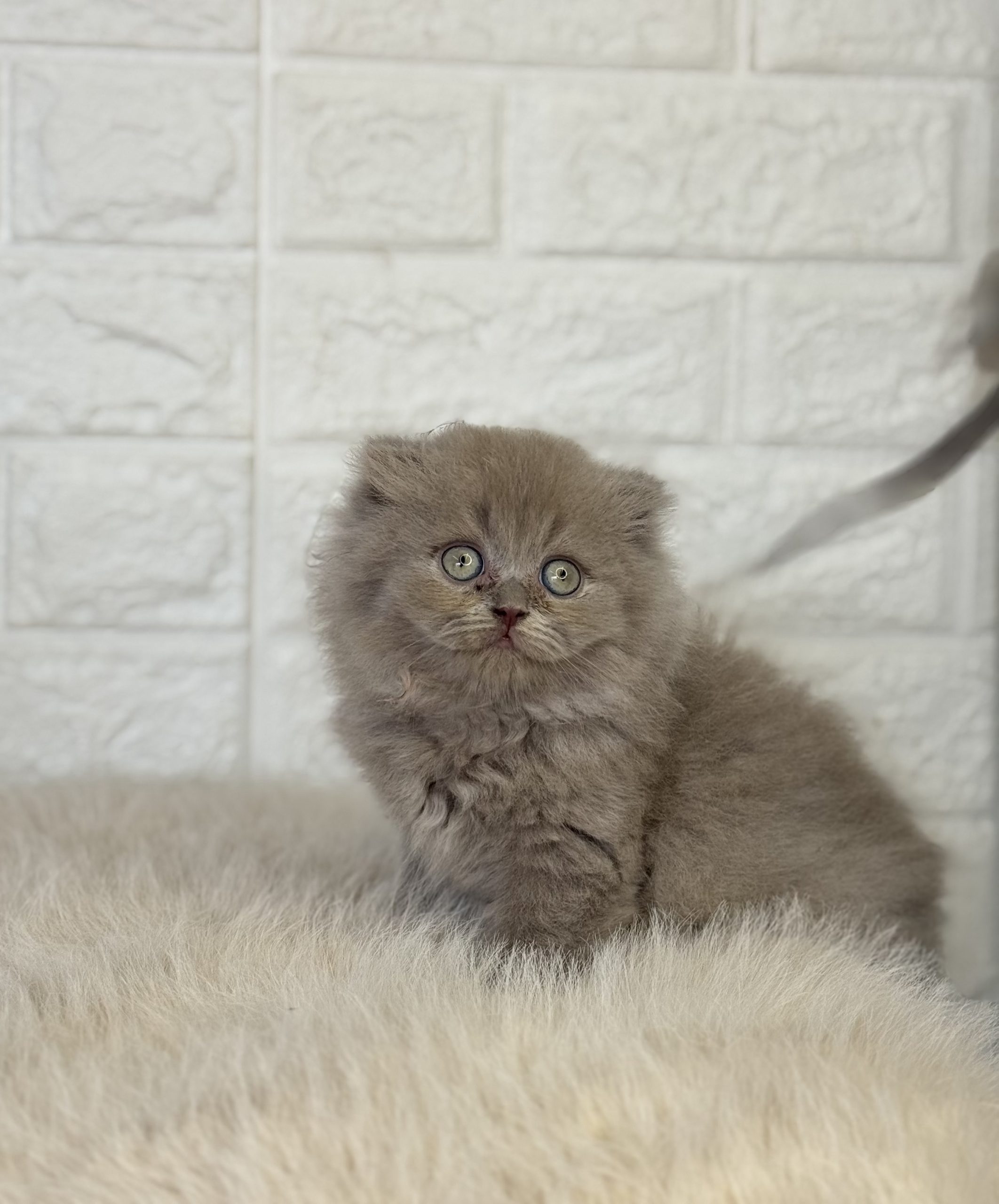 Scottish Longhair
