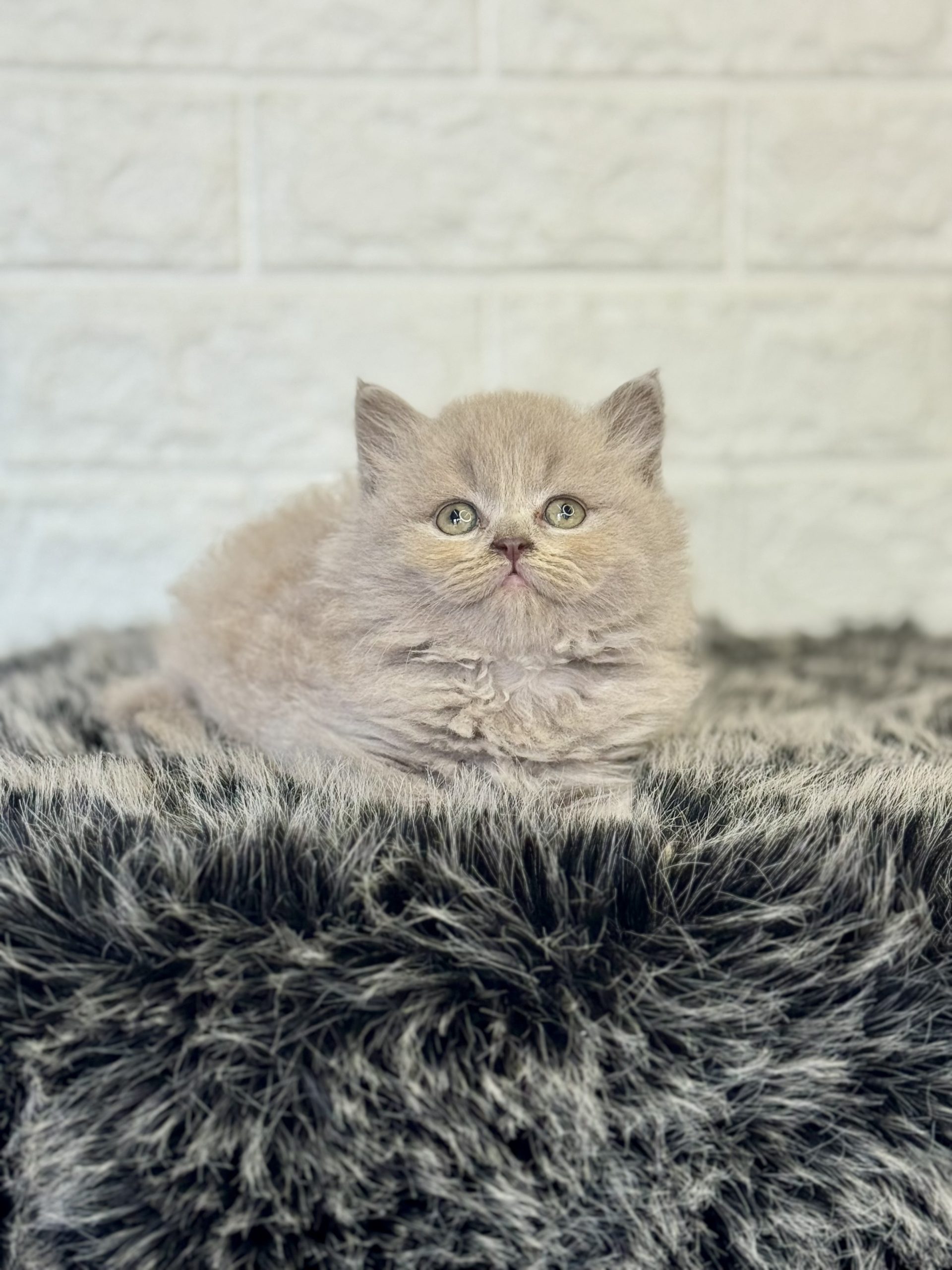 British Longhair