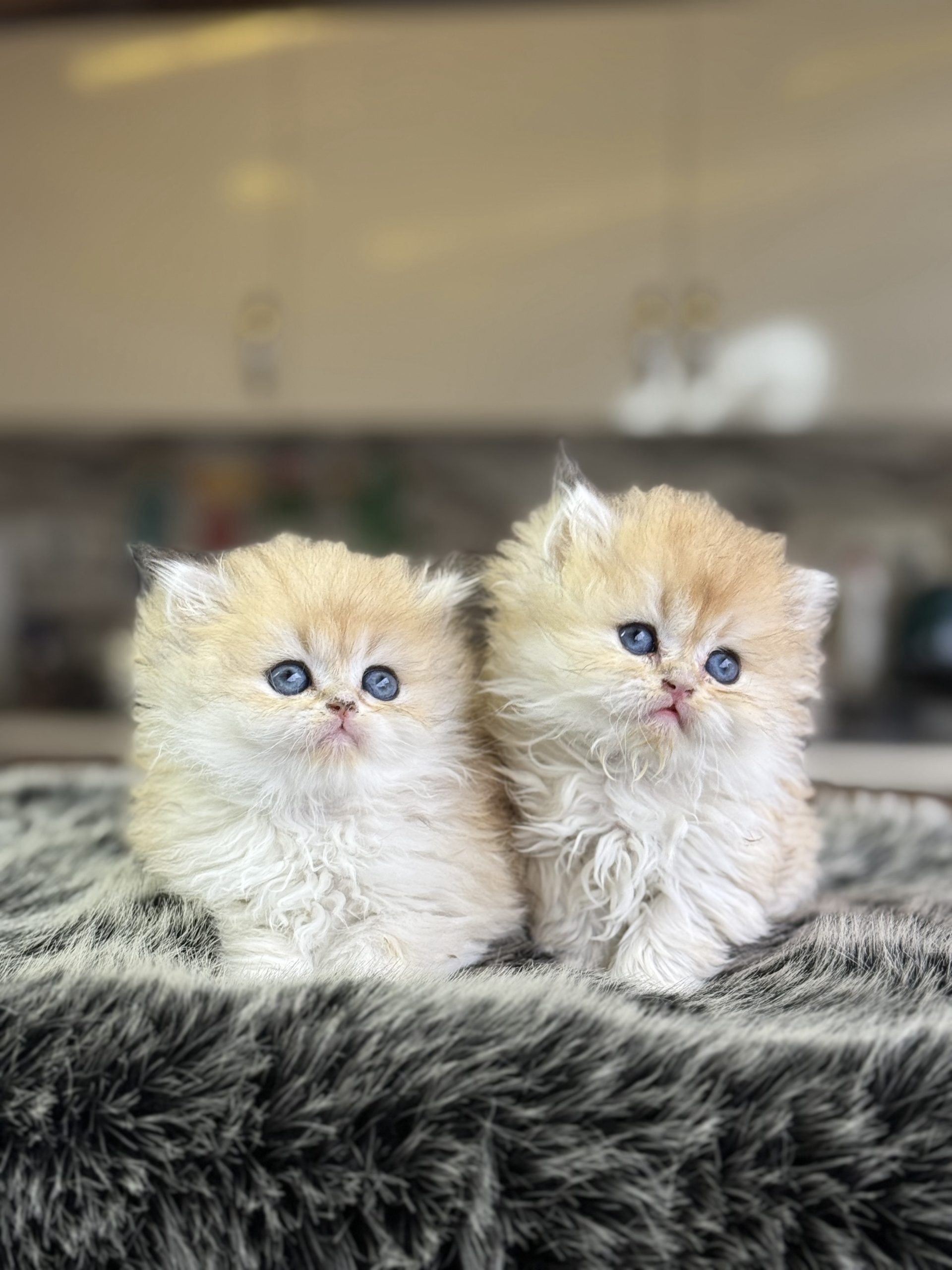 British Gold Longhair