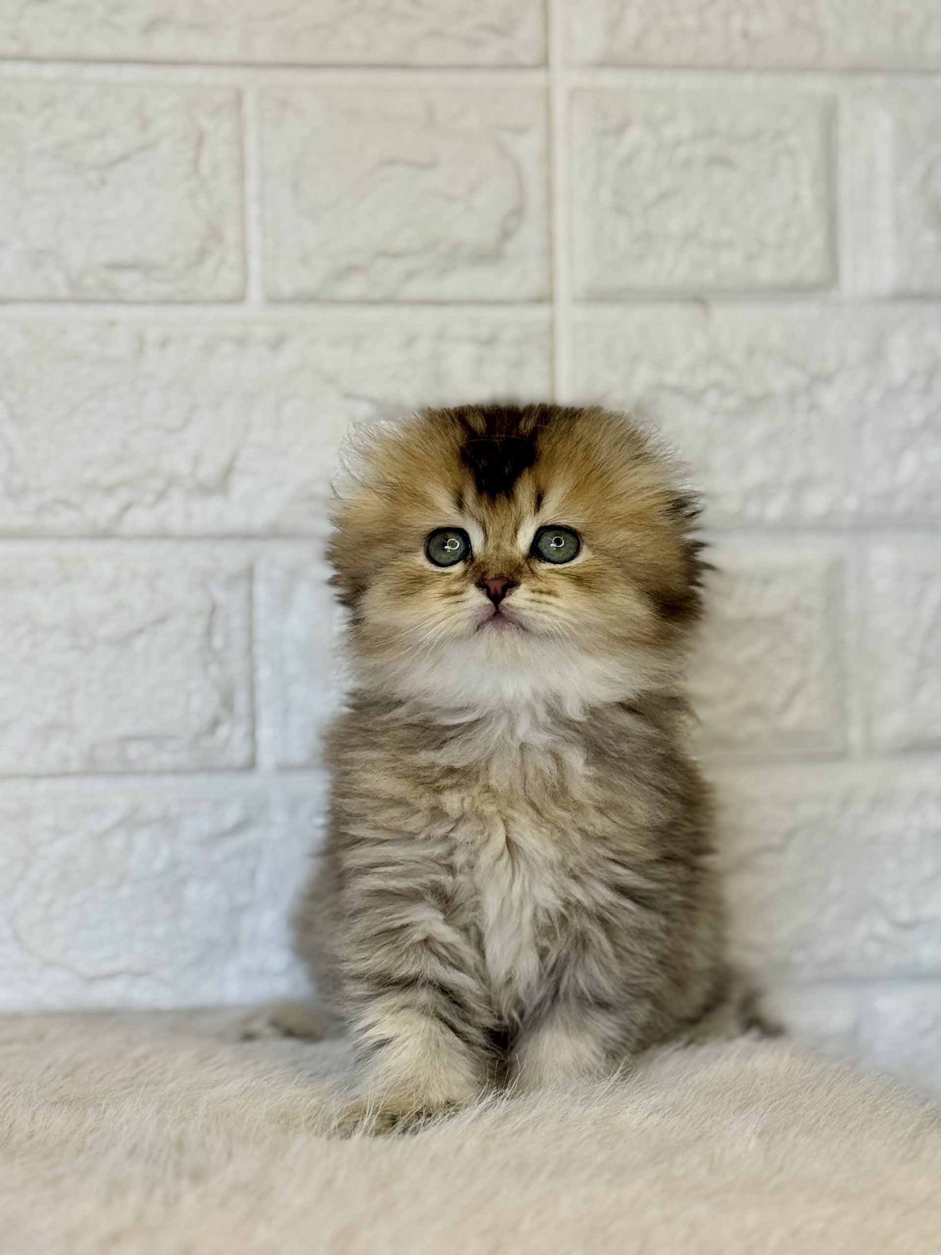 Scottish Longhair