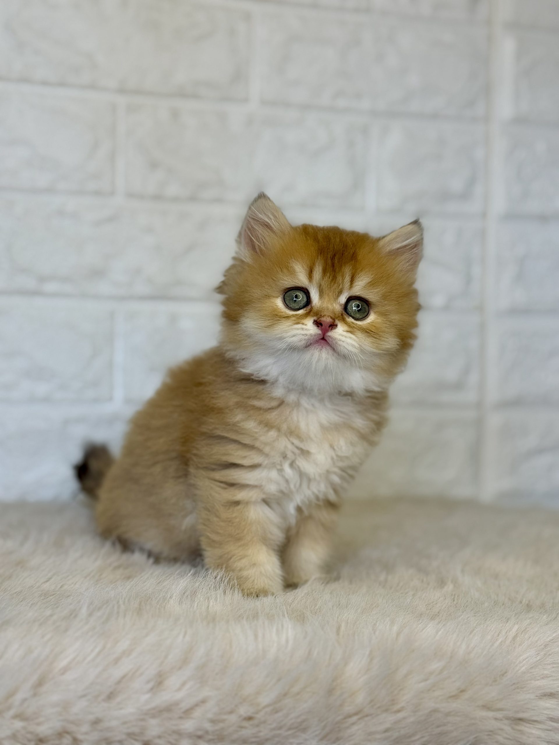 British Gold Longhair