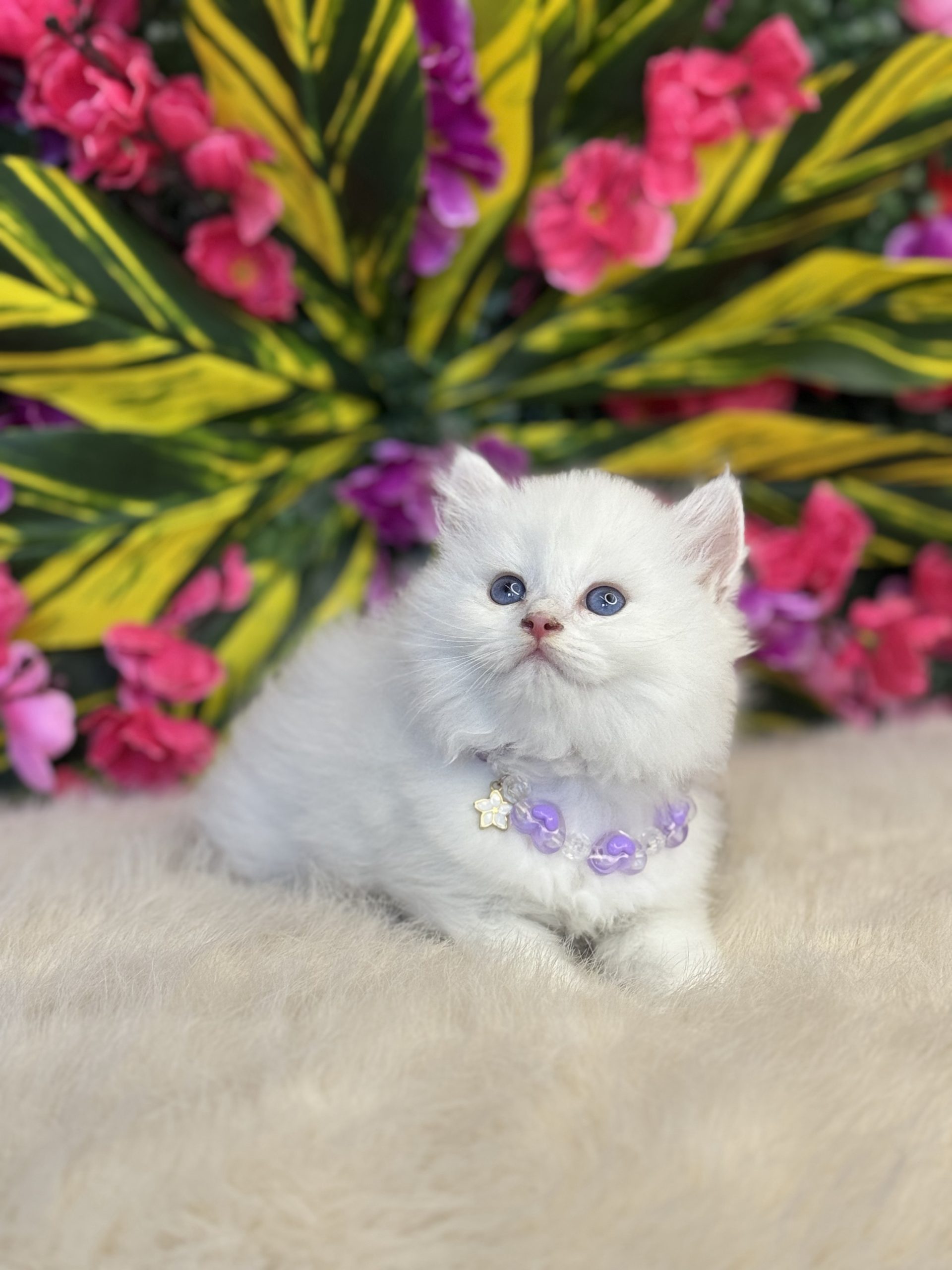 British Longhair