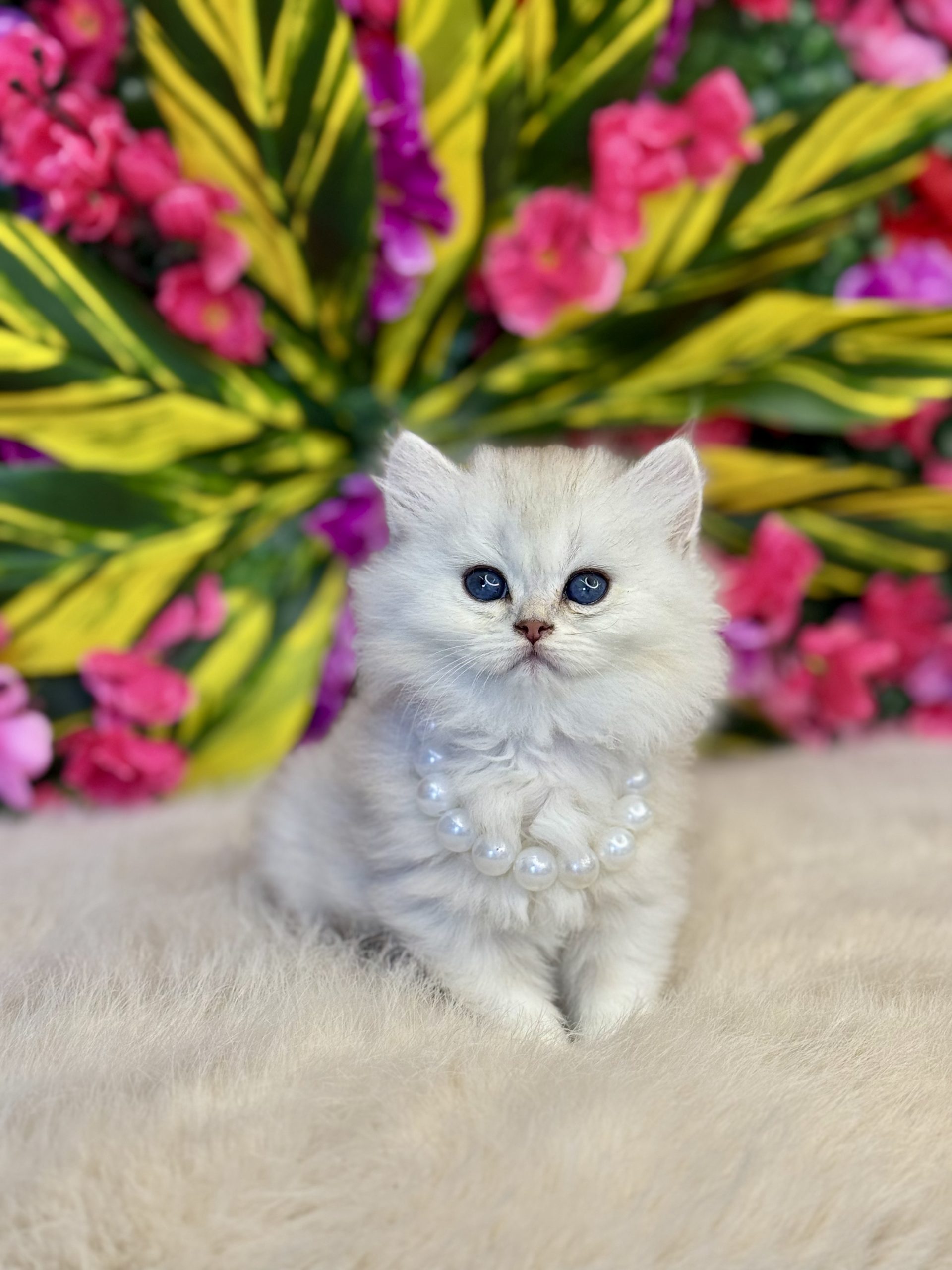 British Longhair