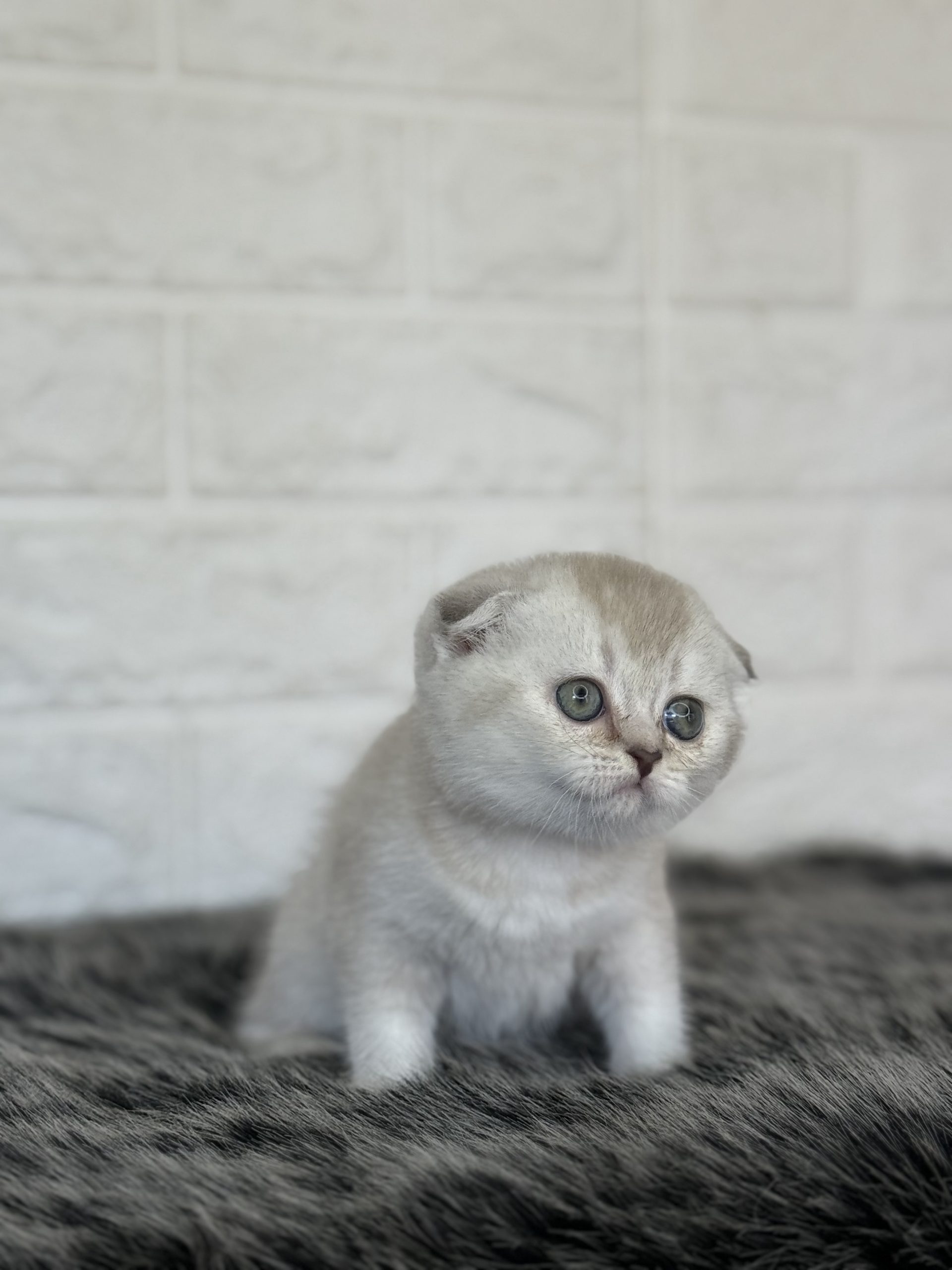 Scottish Shorthair - Görsel 2