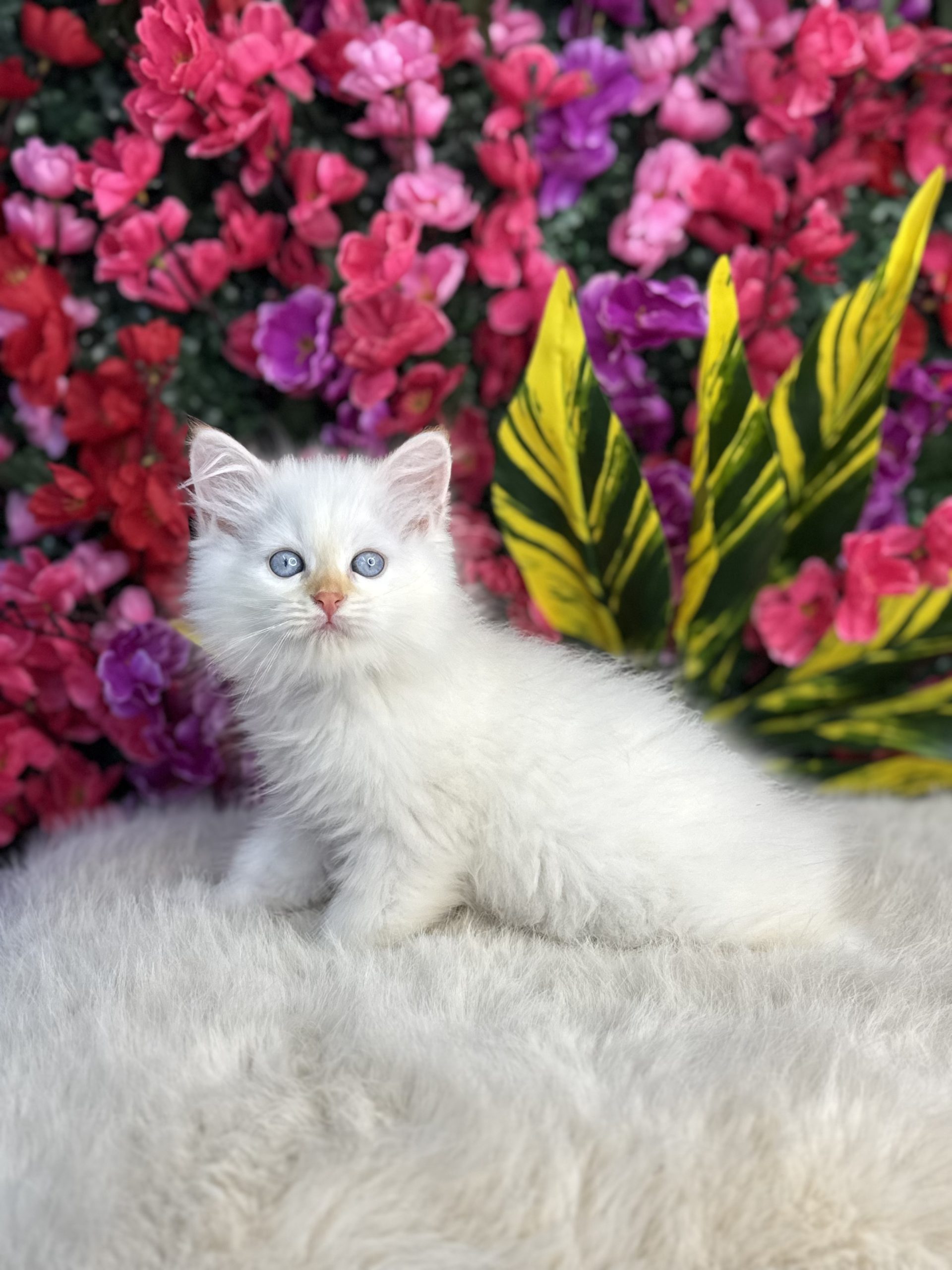 British Longhair