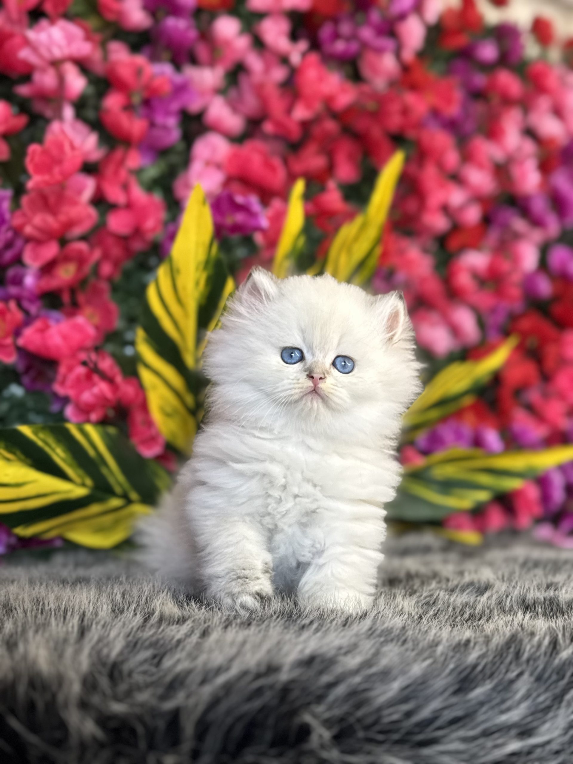 British Longhair