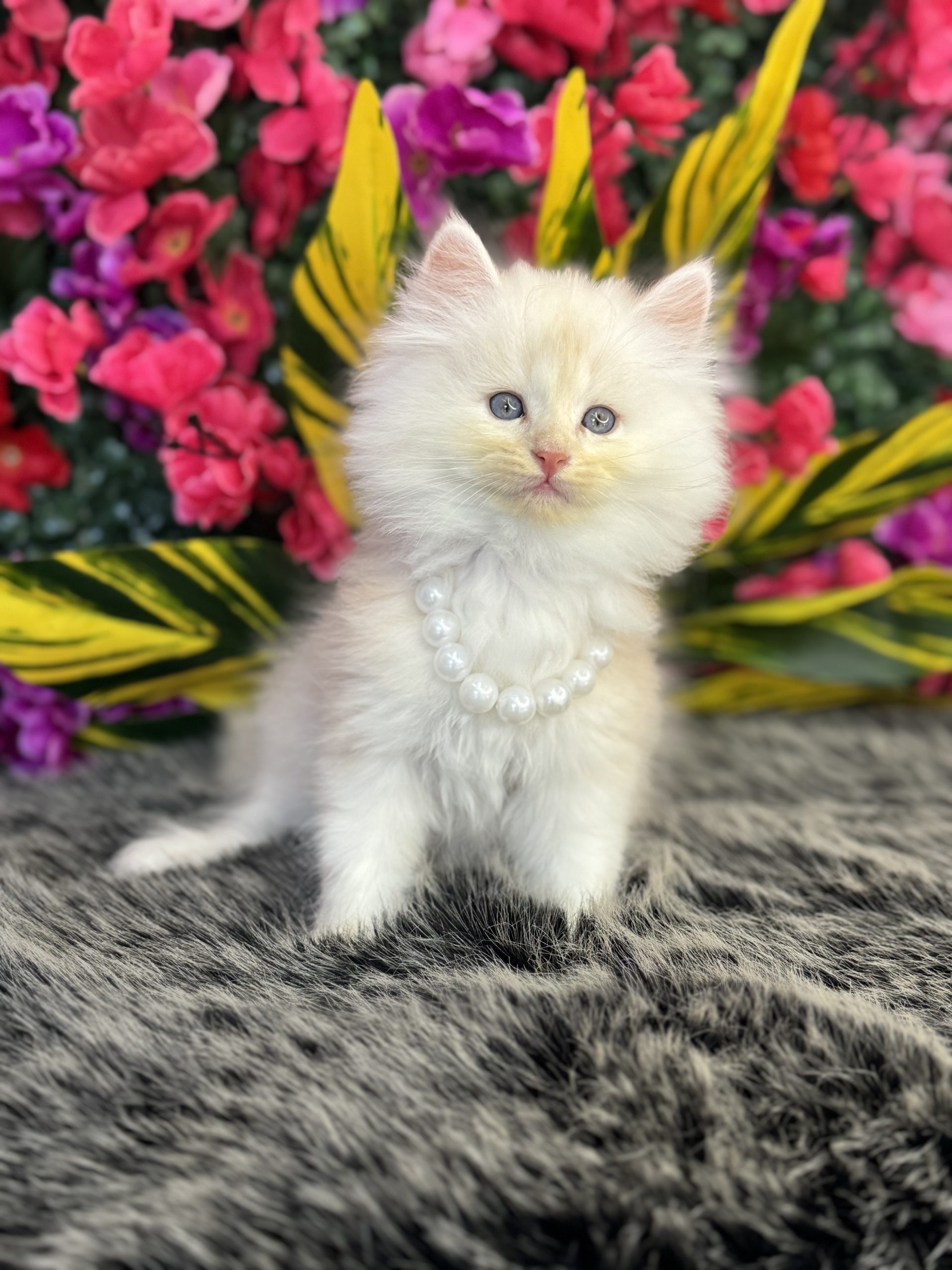 British Longhair