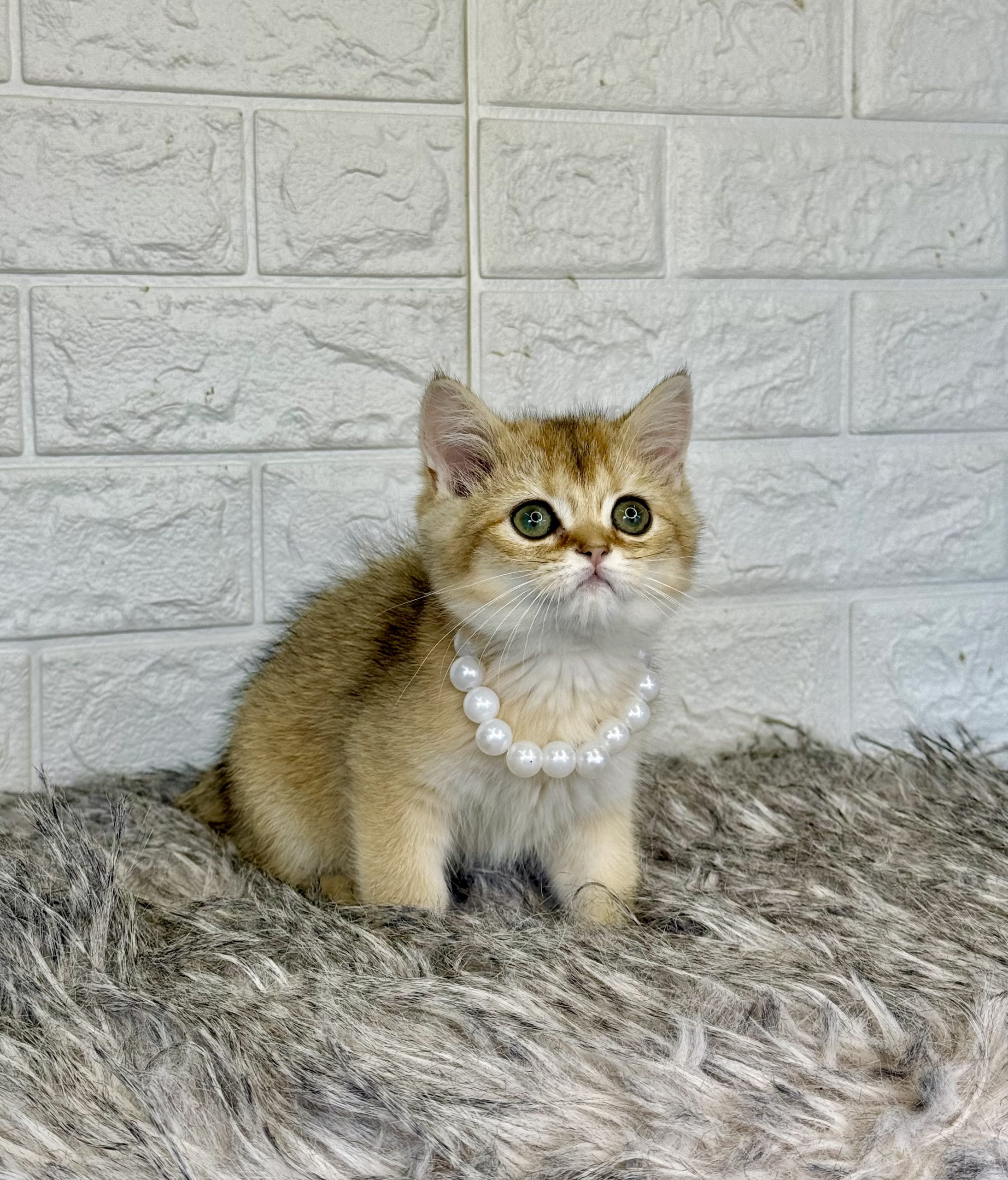 British Gold Shorthair