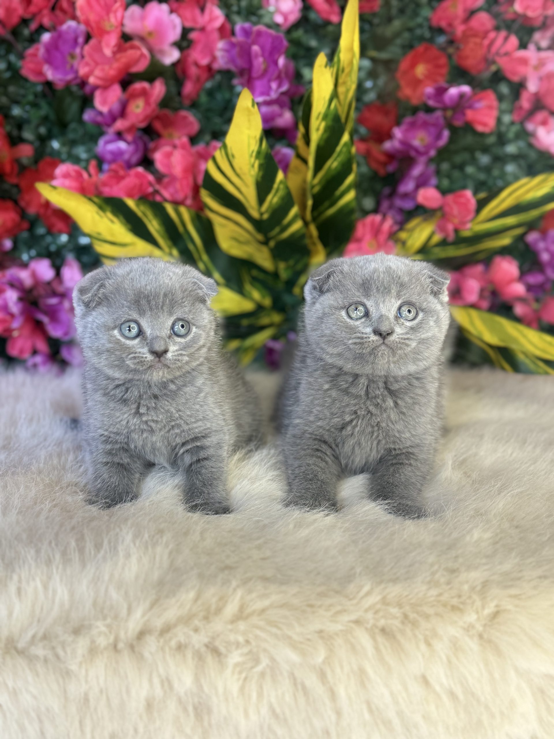 Scottish Fold