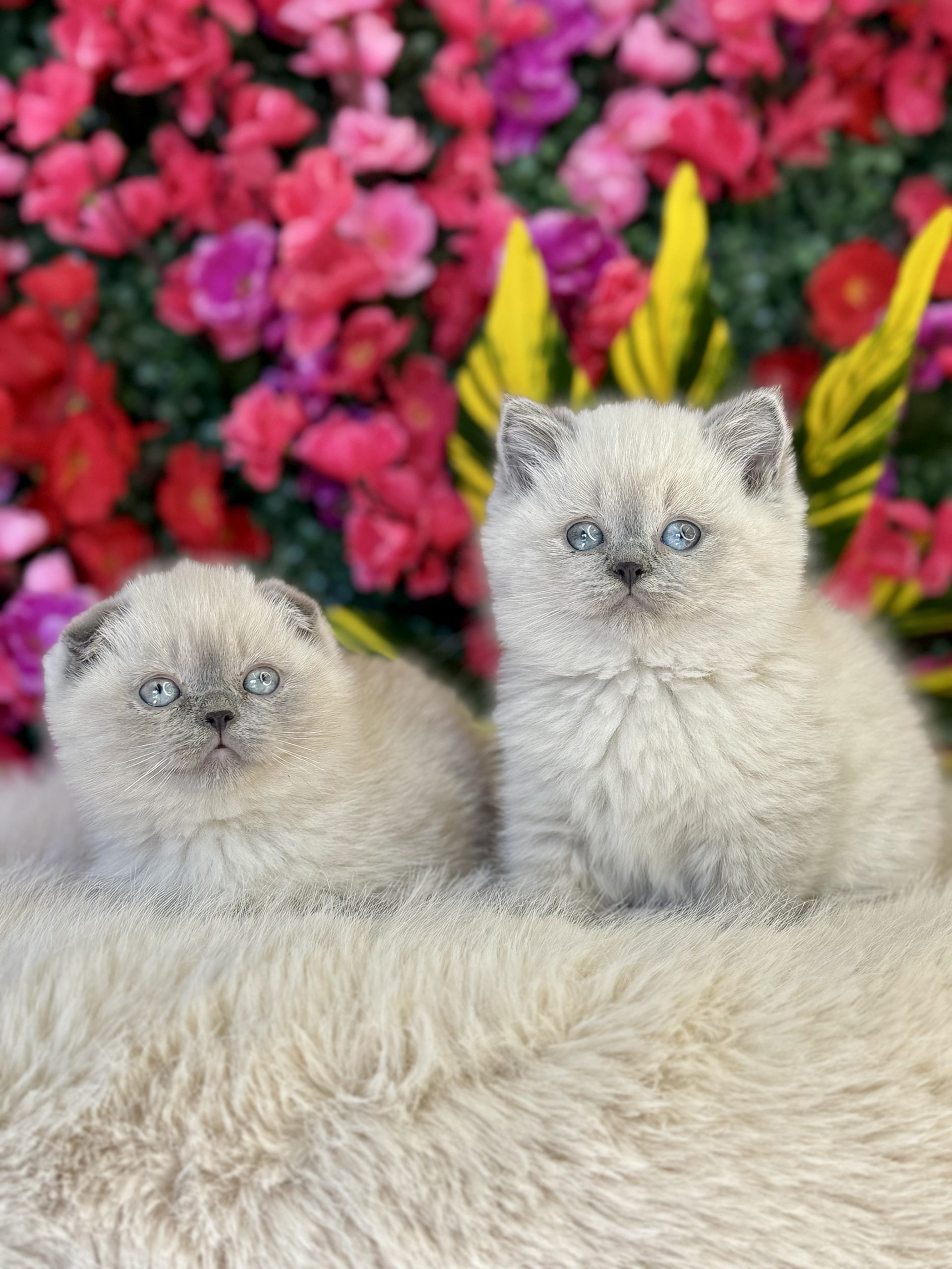 British Longhair