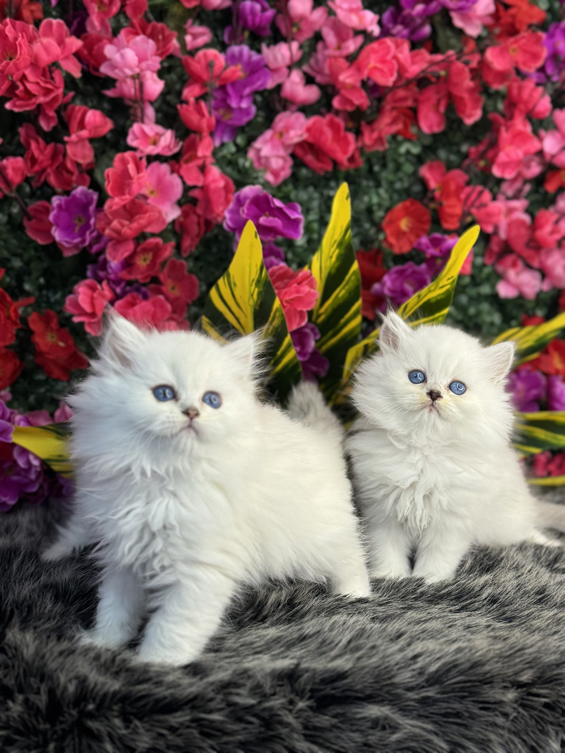 British Longhair