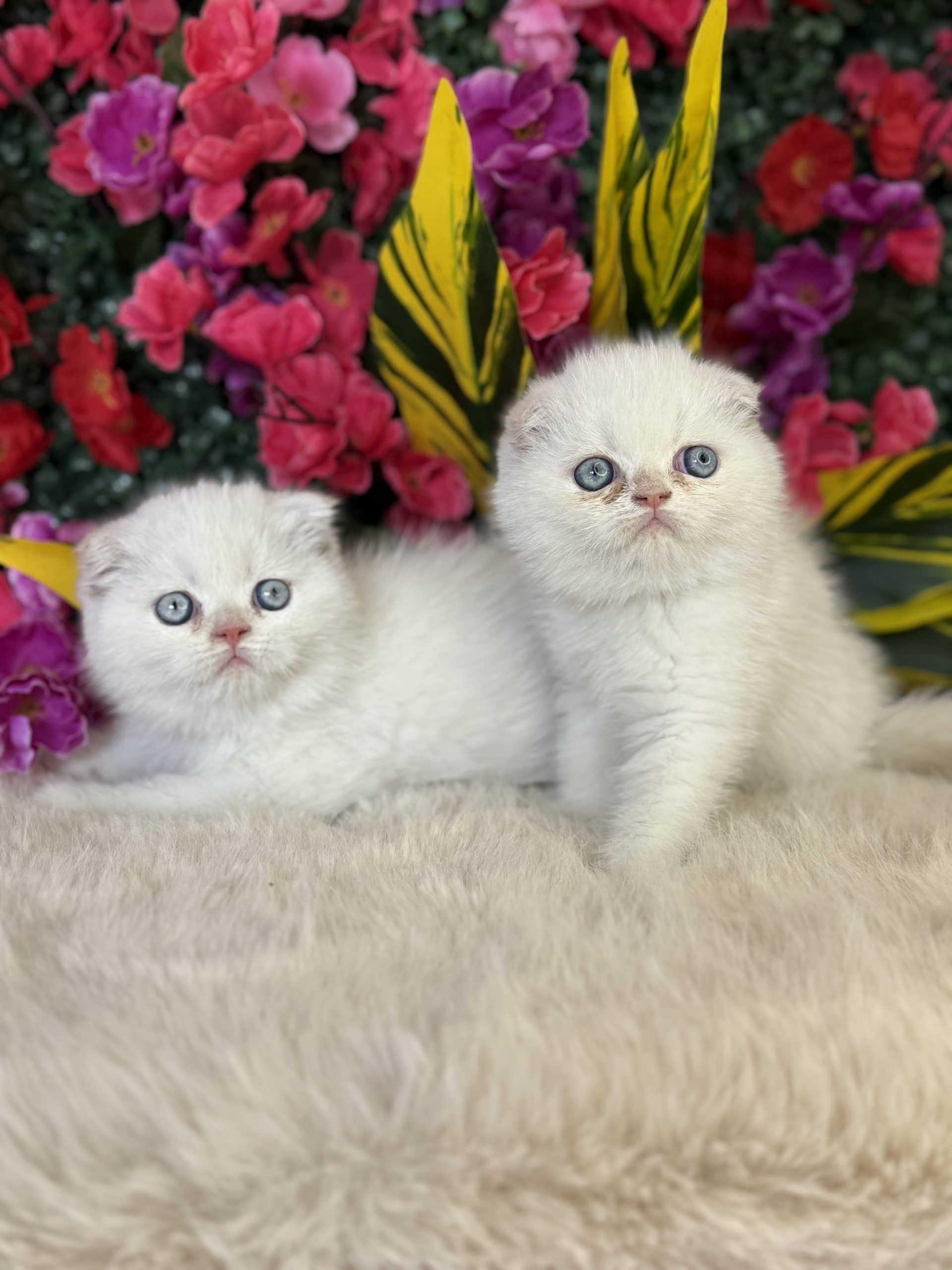Scottish Fold