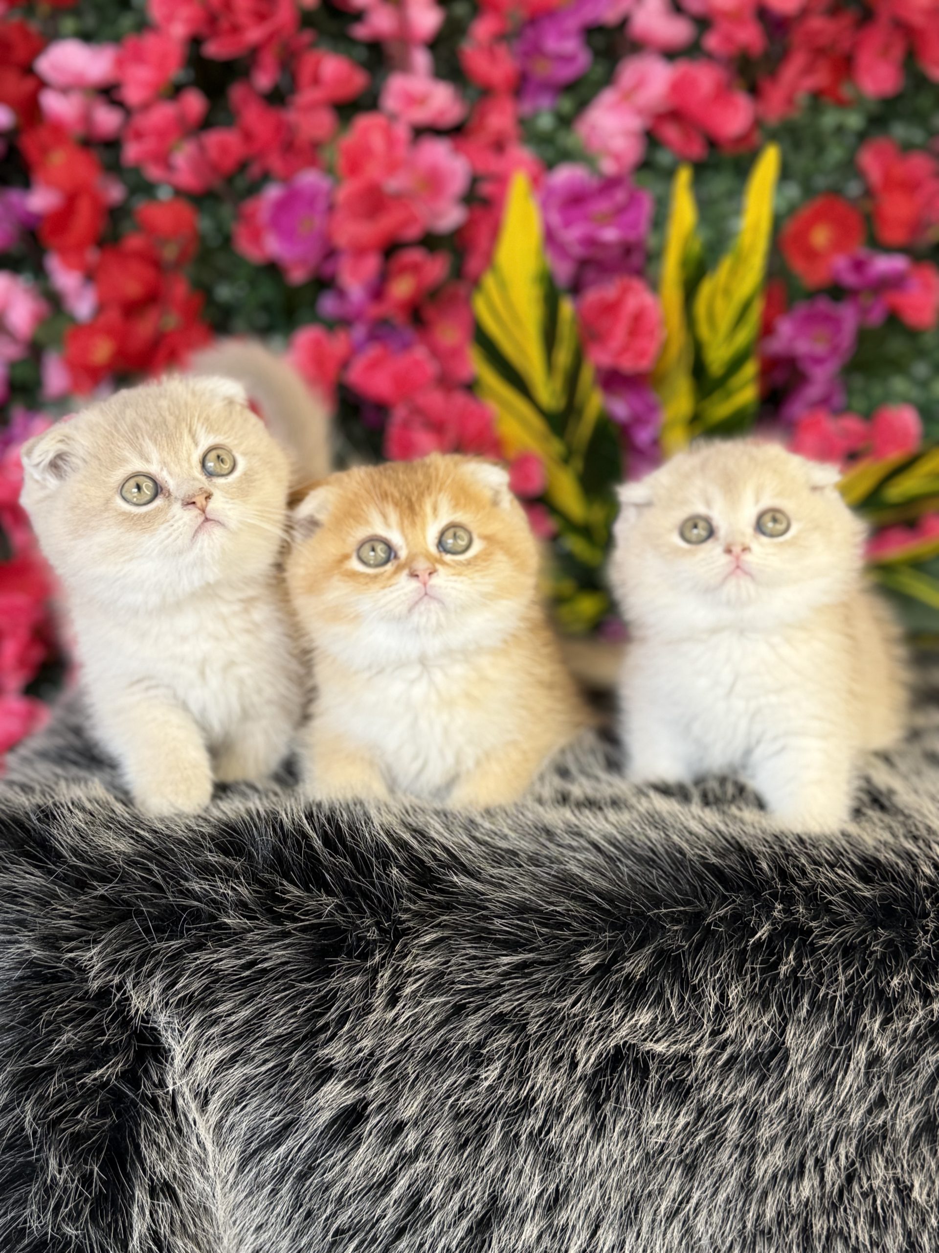 Scottish Fold