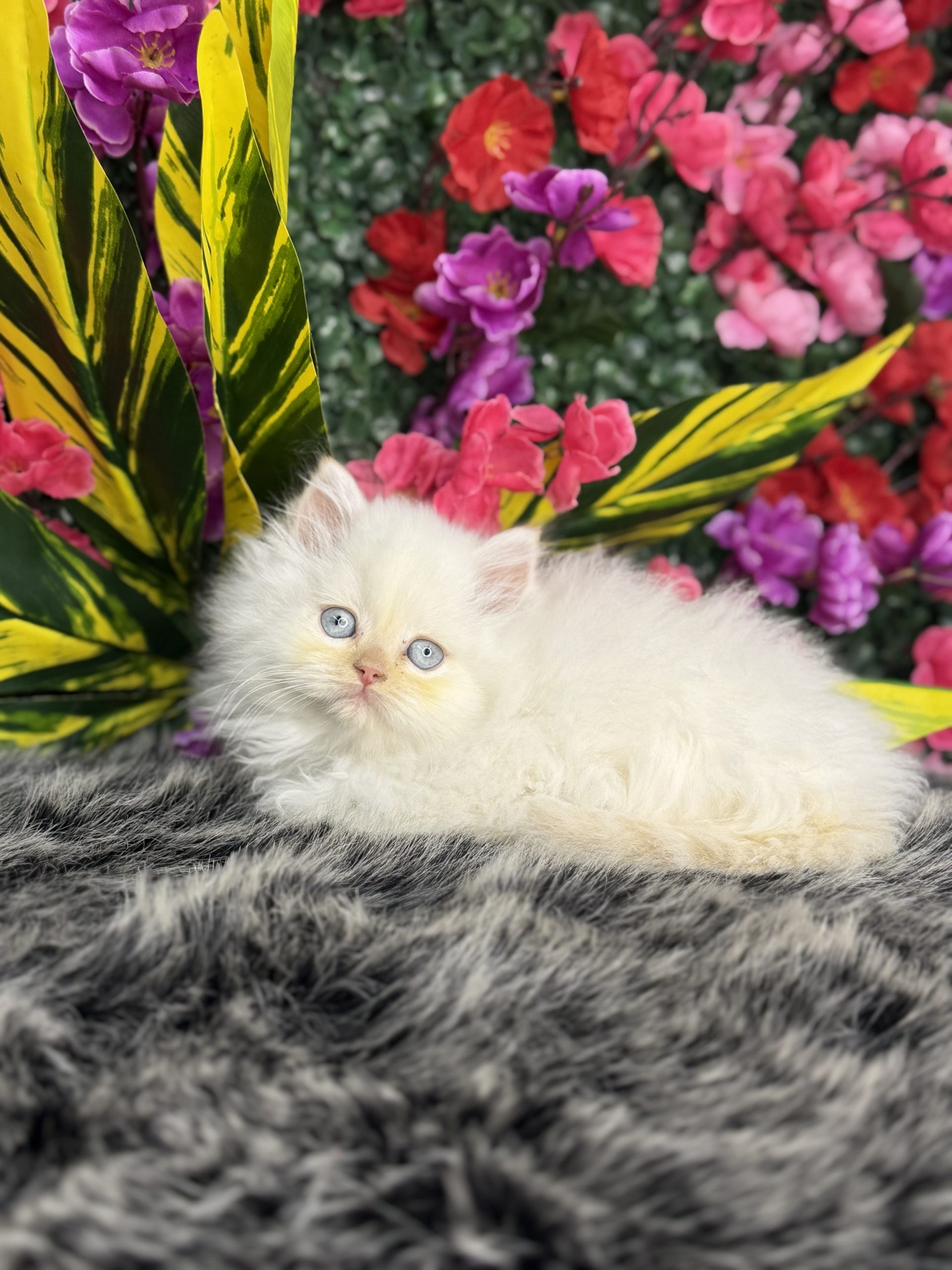 British Longhair