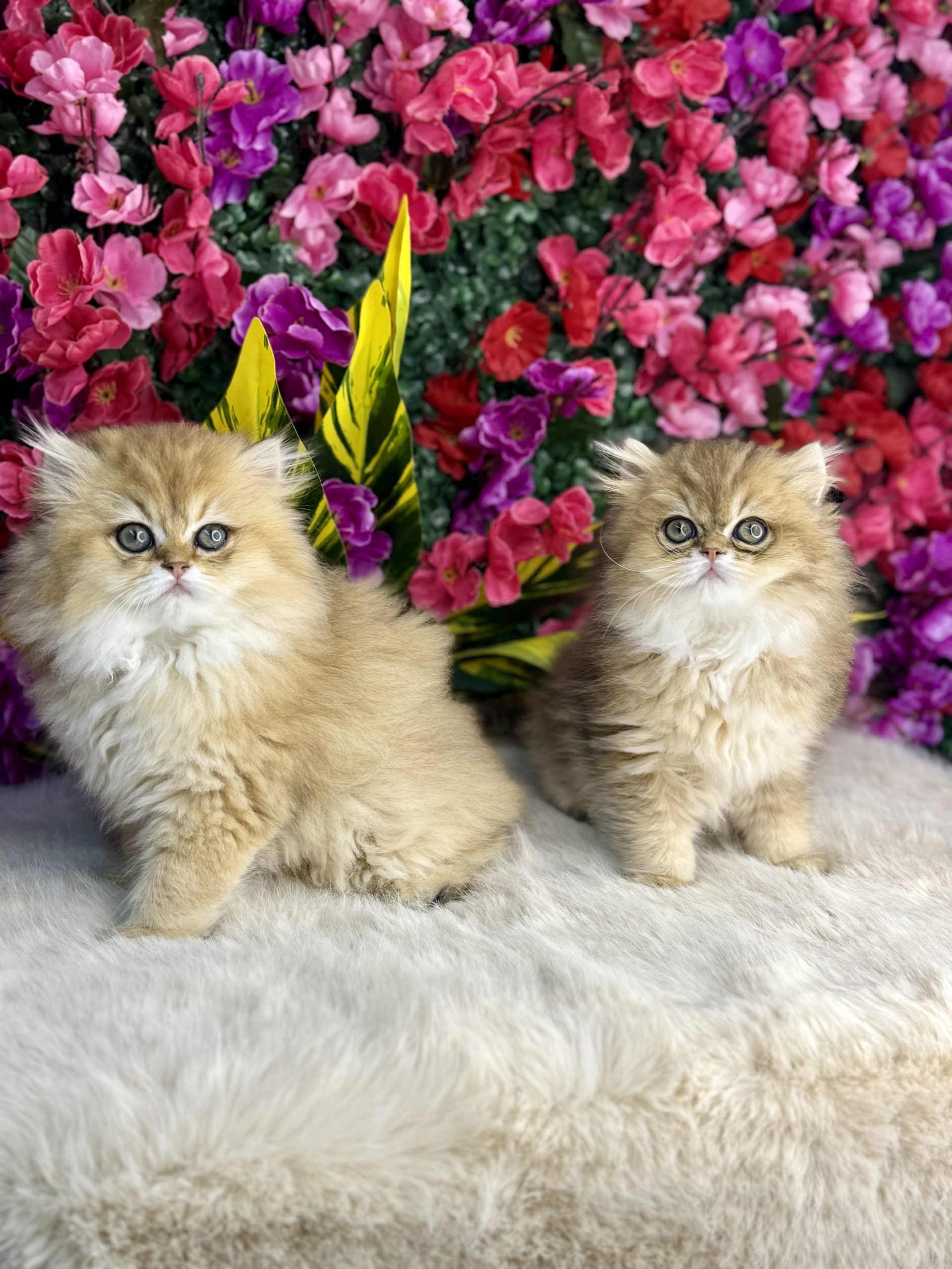 British Gold Longhair
