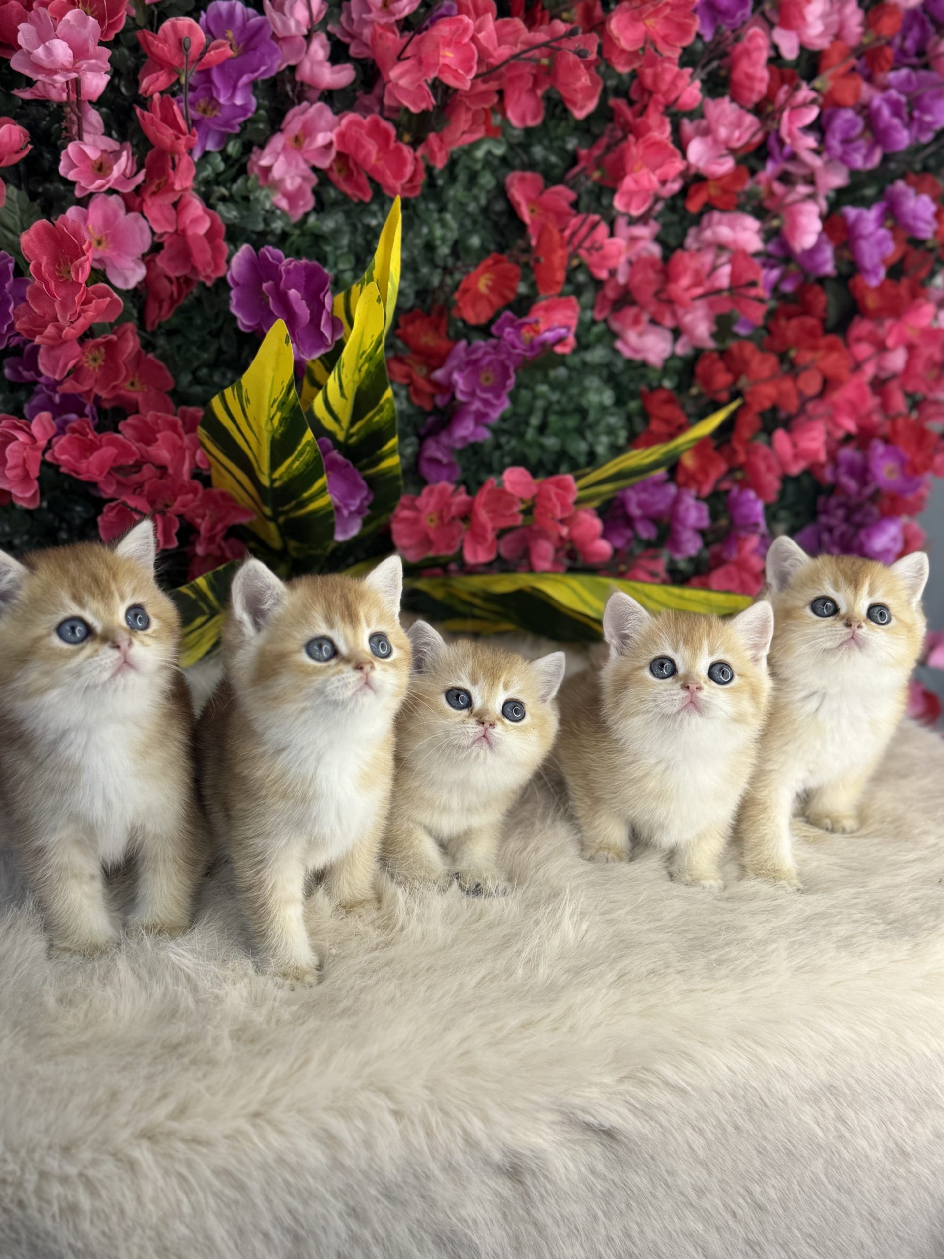 British Gold Shorthair
