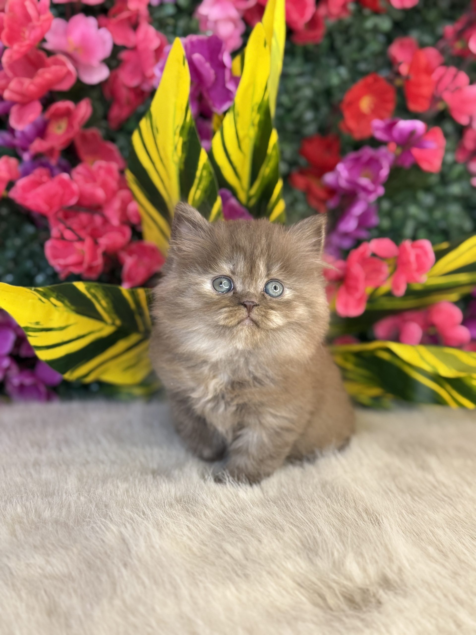 British Longhair
