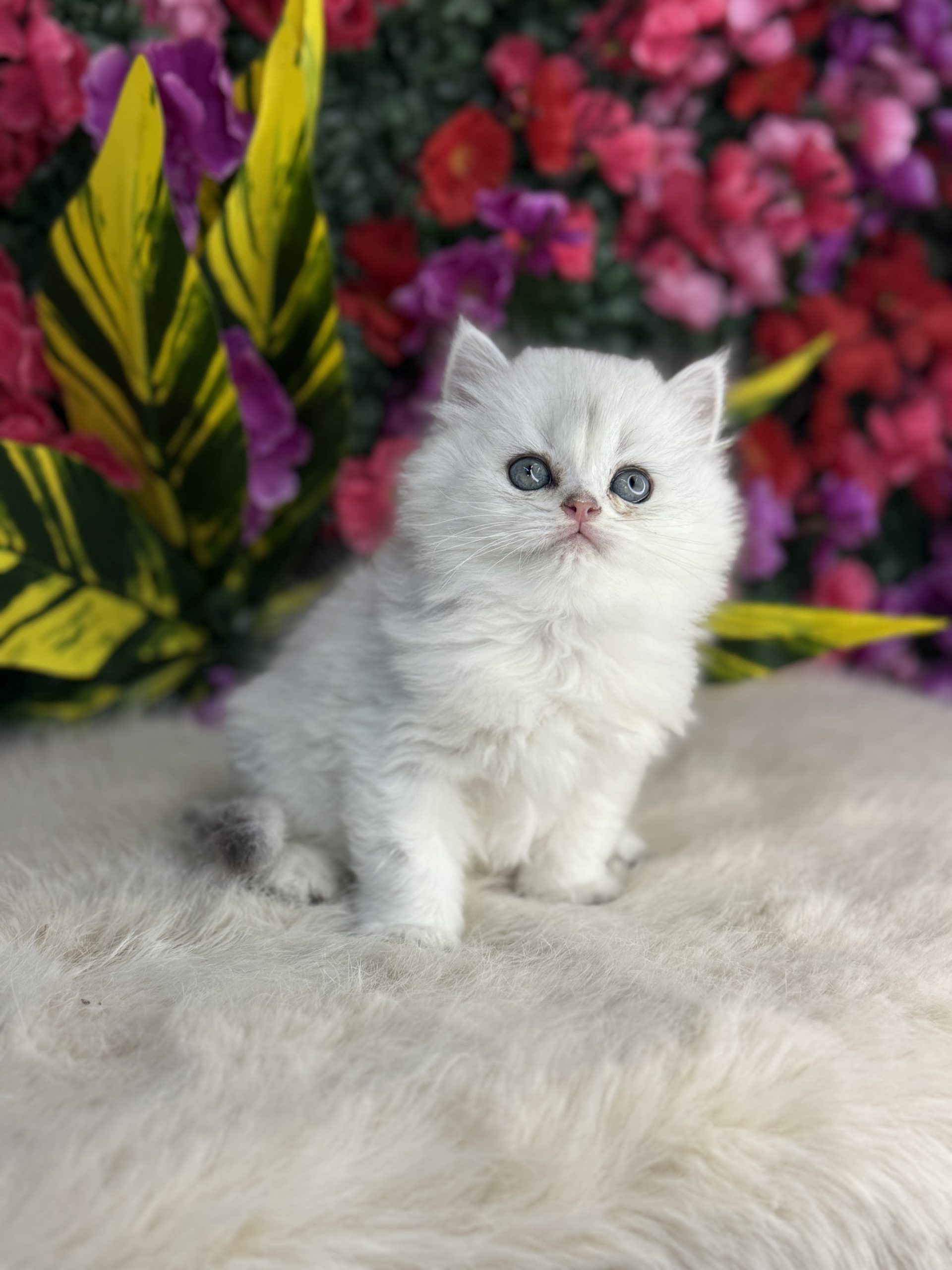 British Longhair