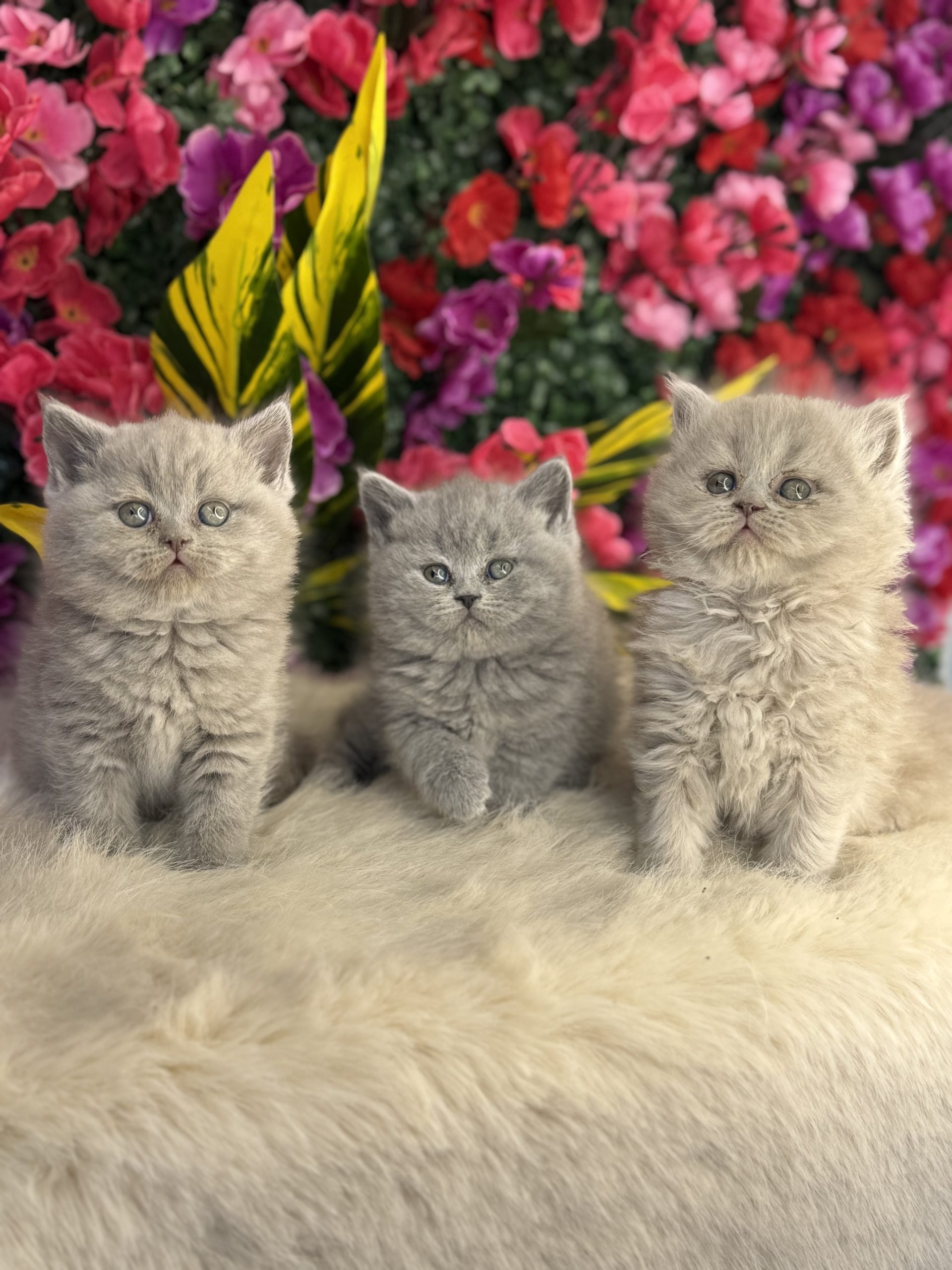 British Longhair