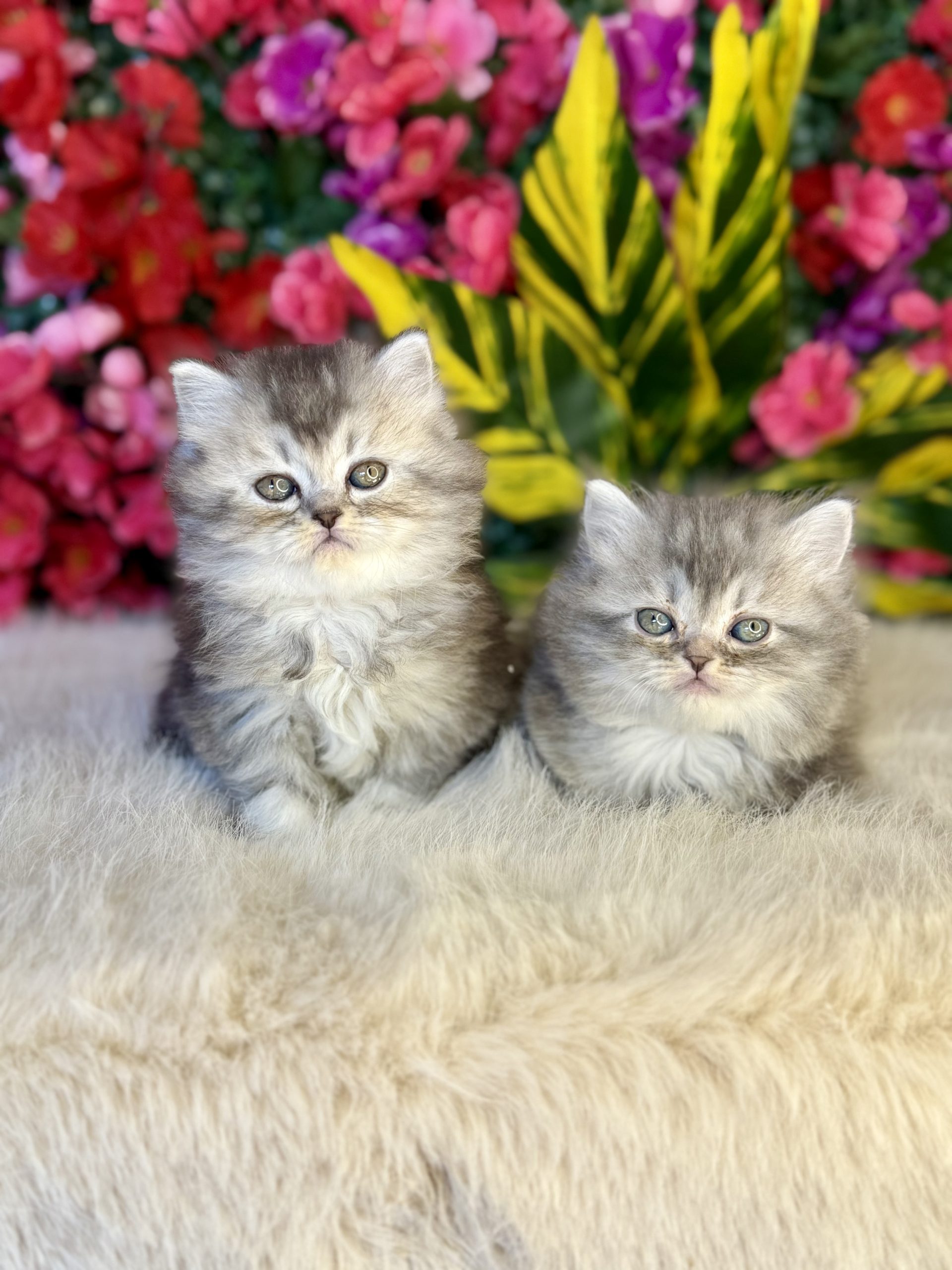 British Longhair