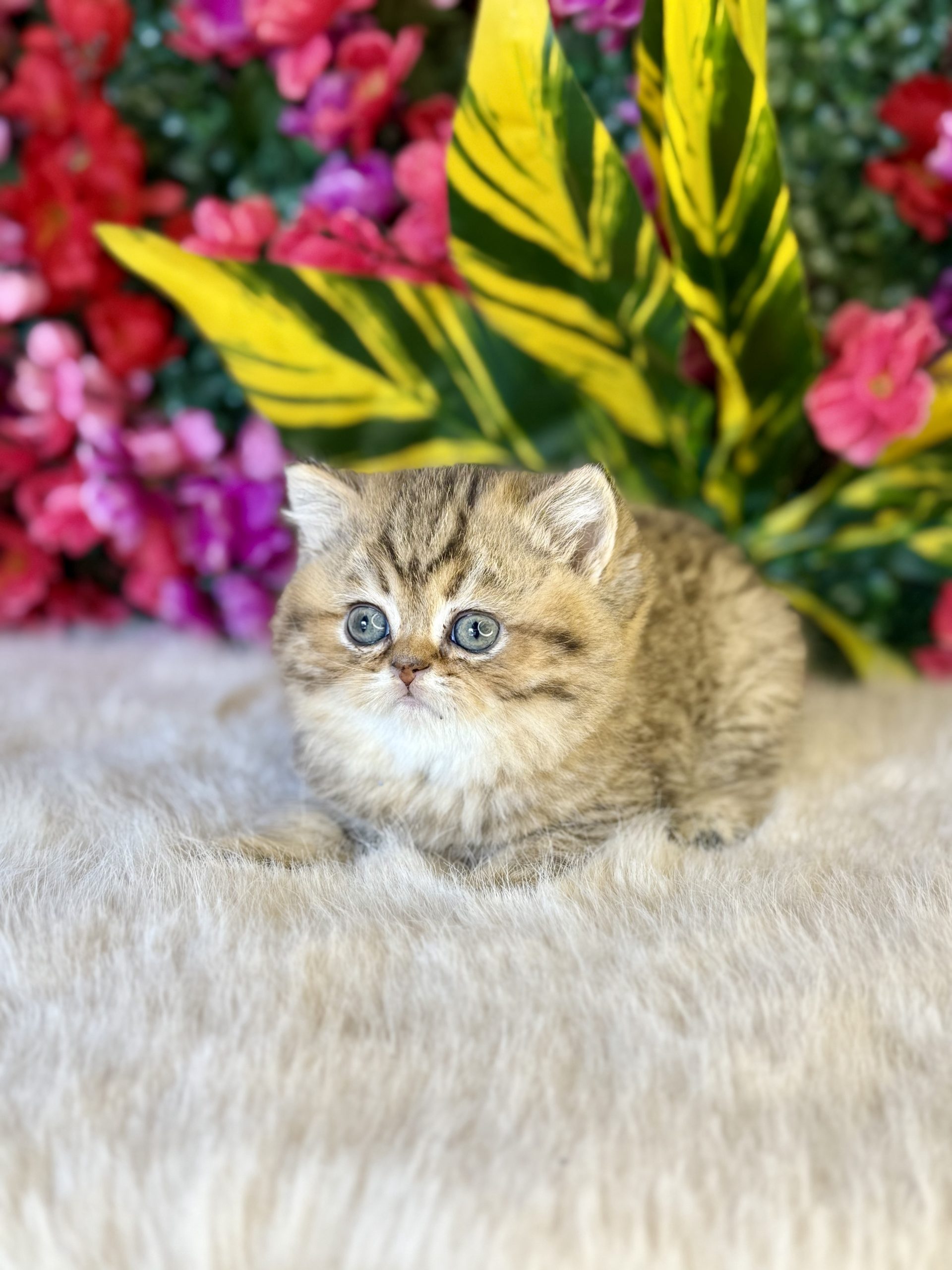 British Gold Shorthair