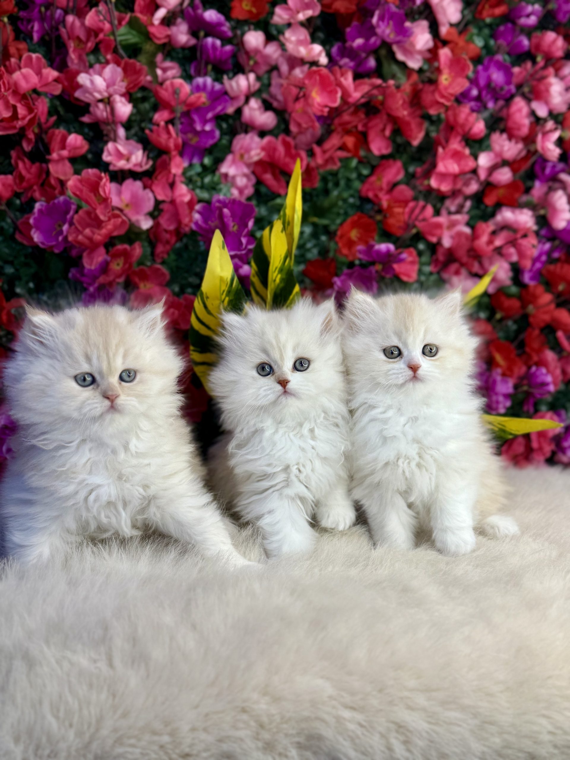 British Longhair