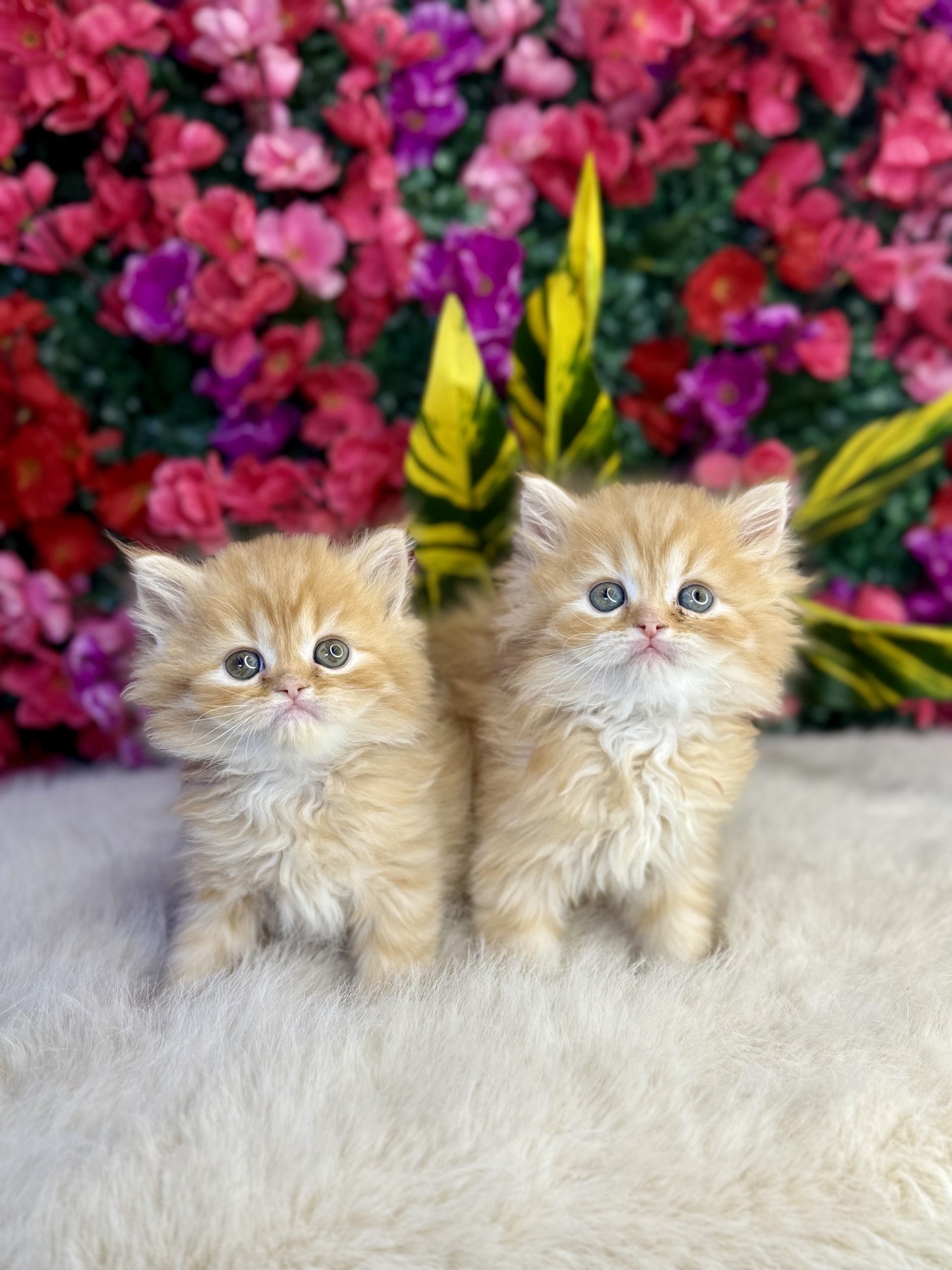 British Longhair
