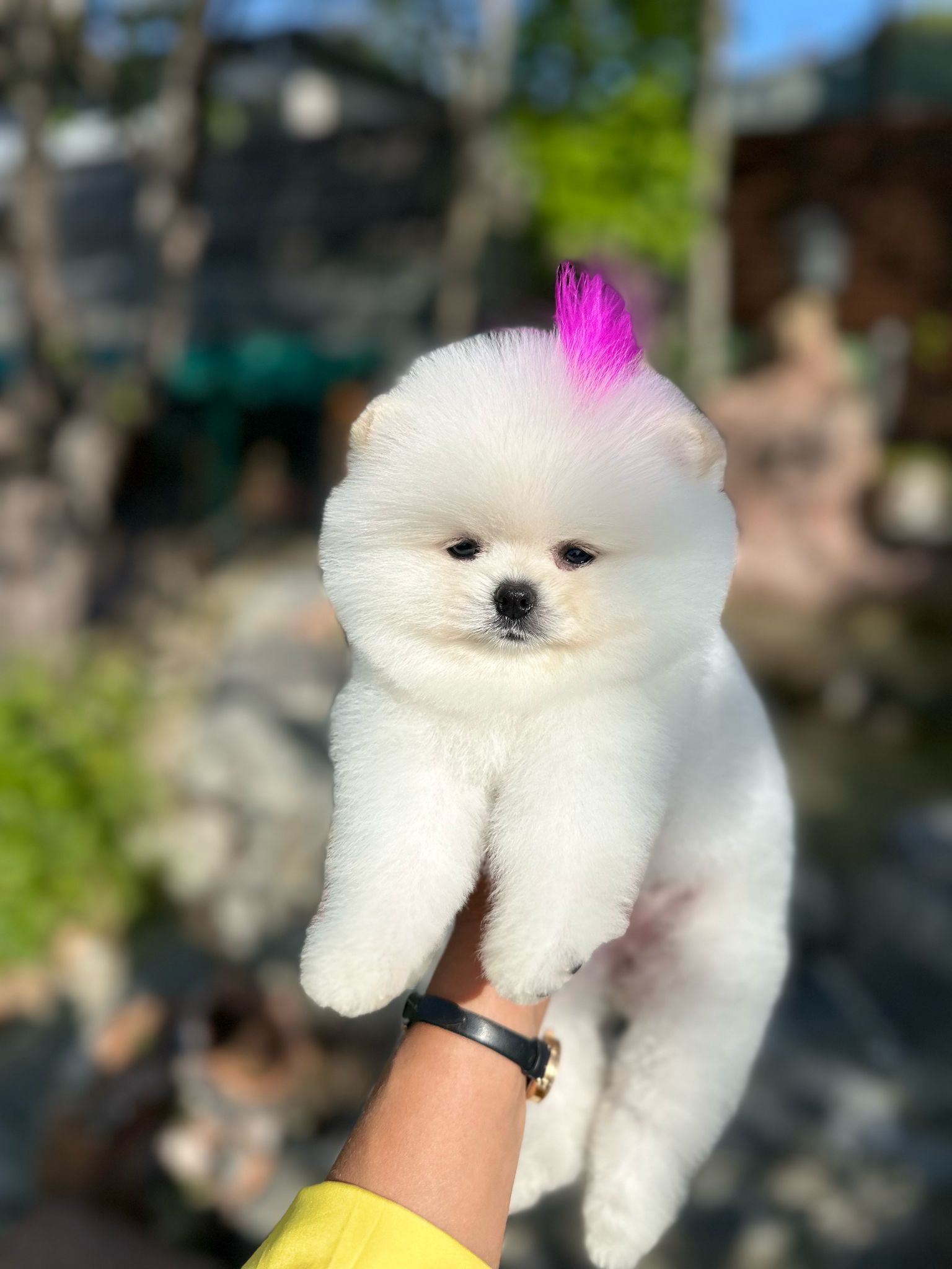 Pomerian Boo